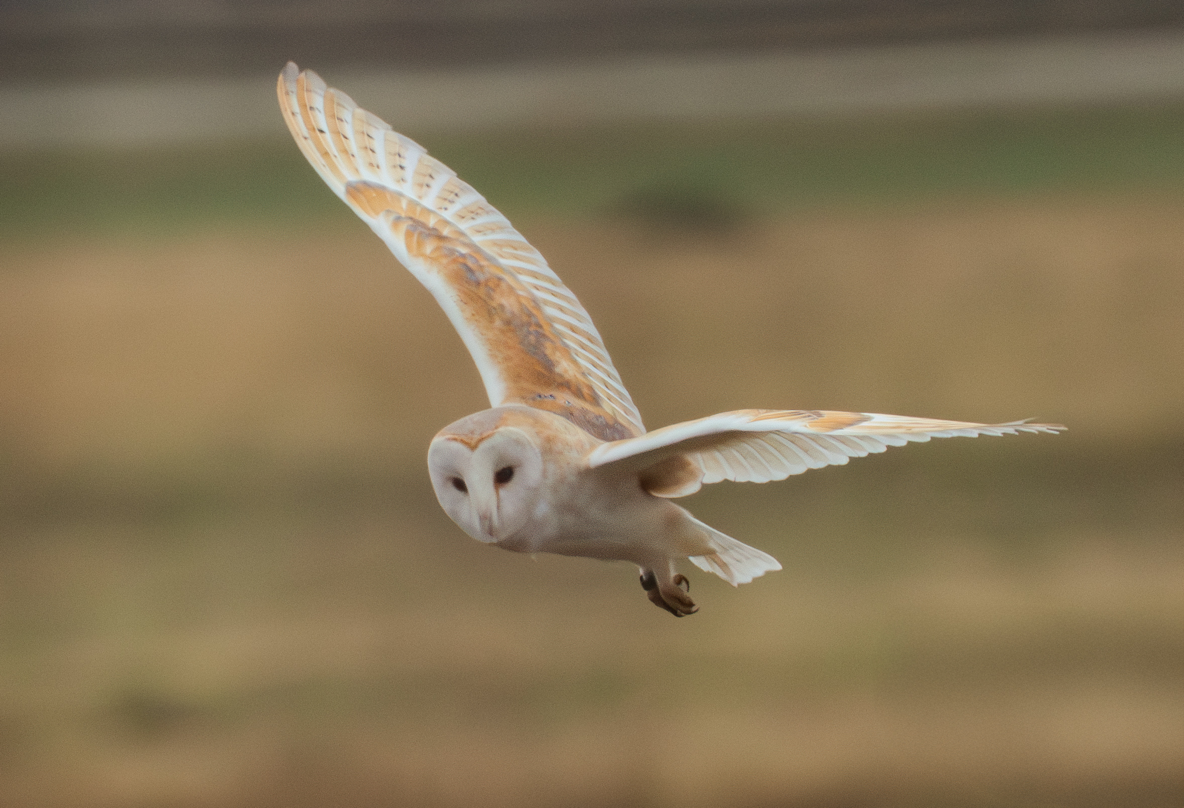 Barn owl in flight