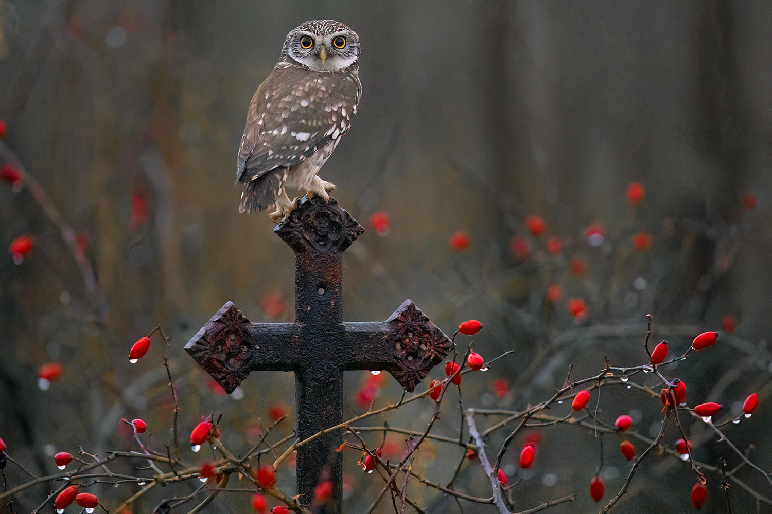 owl