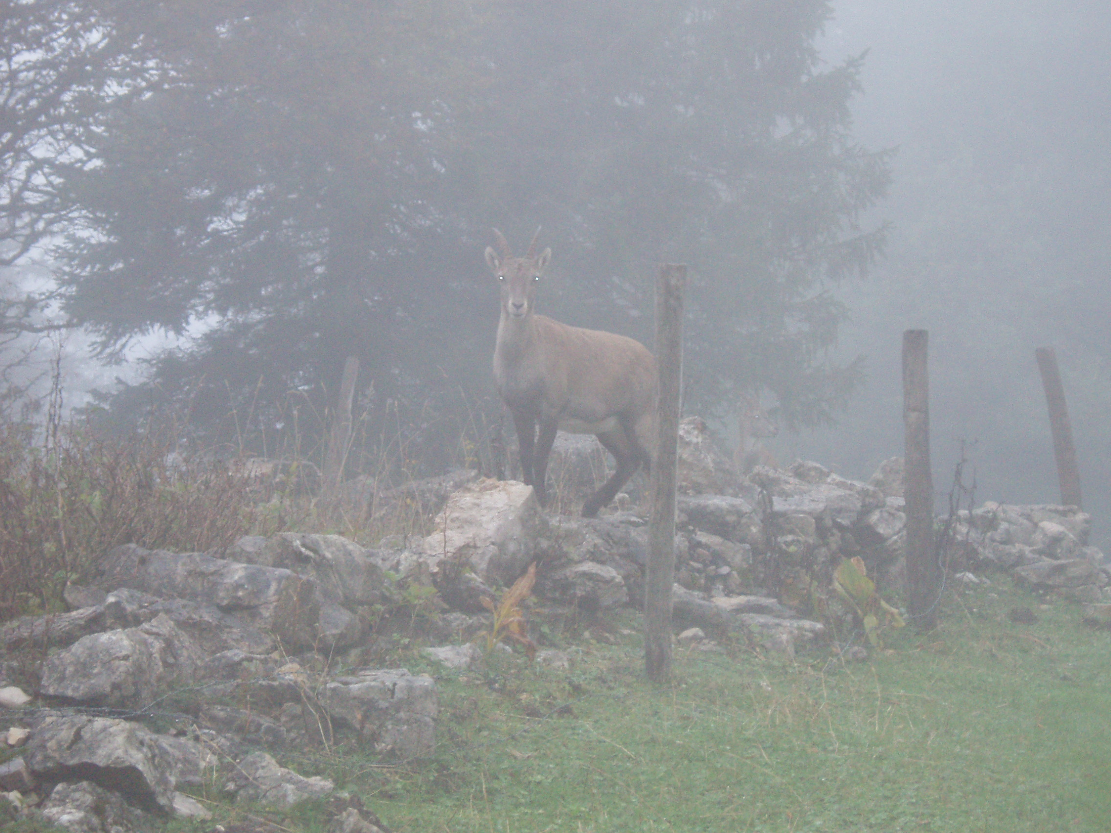 Random encounters in the fog...