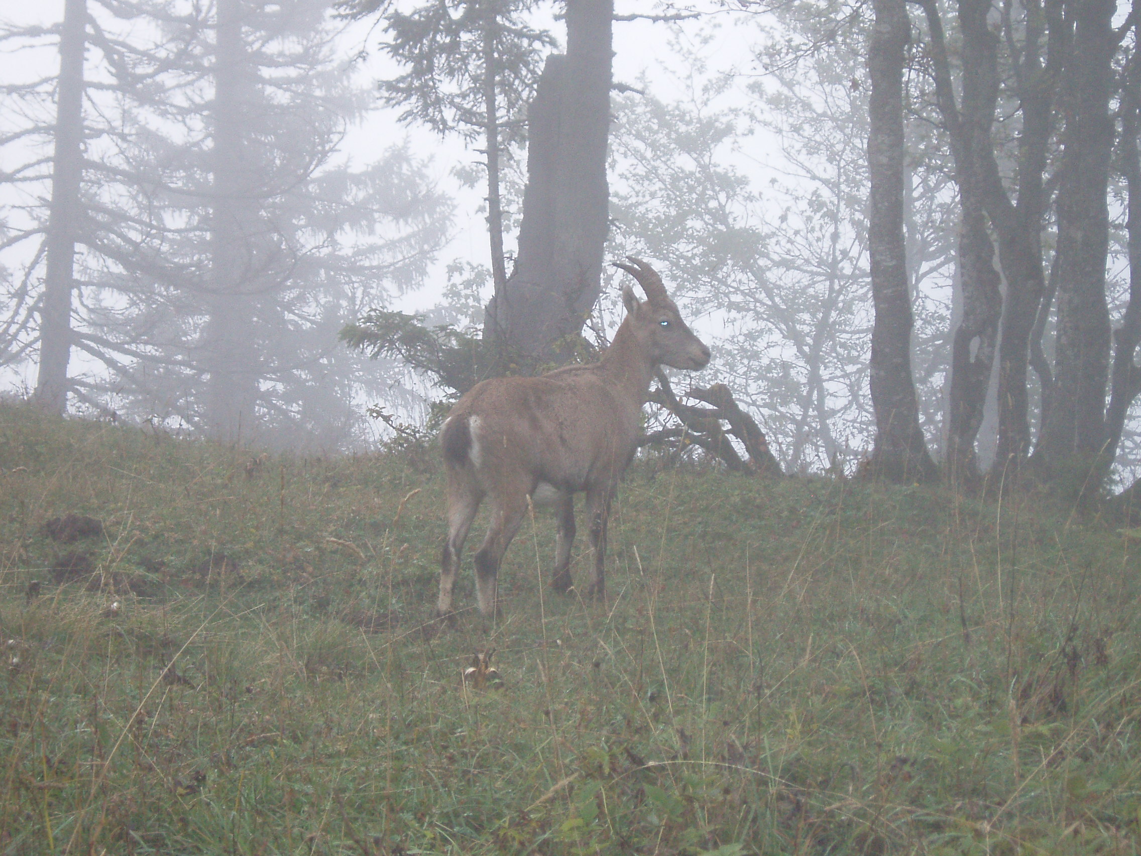 Surprises in the fog ...