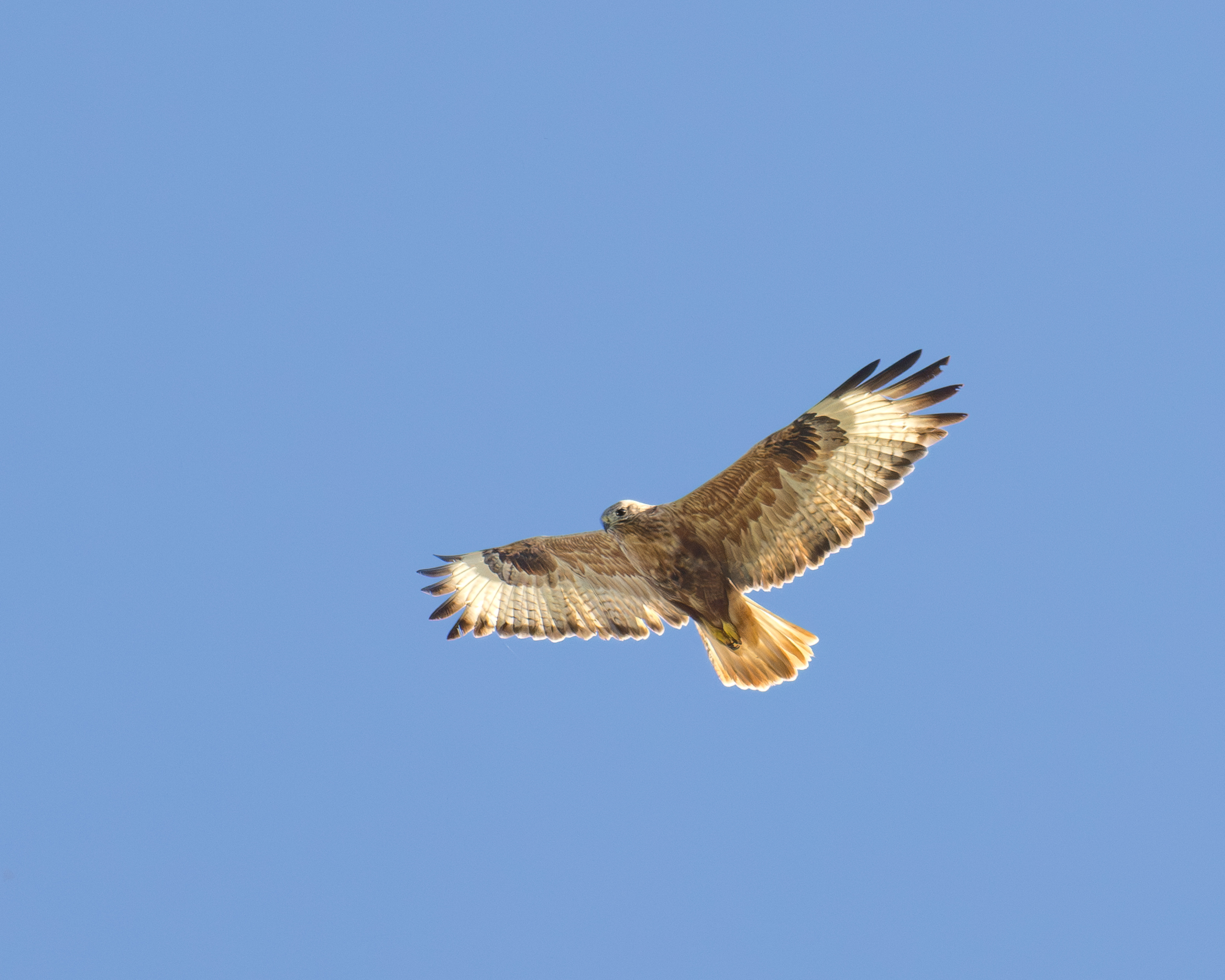 White-tailed buzzard