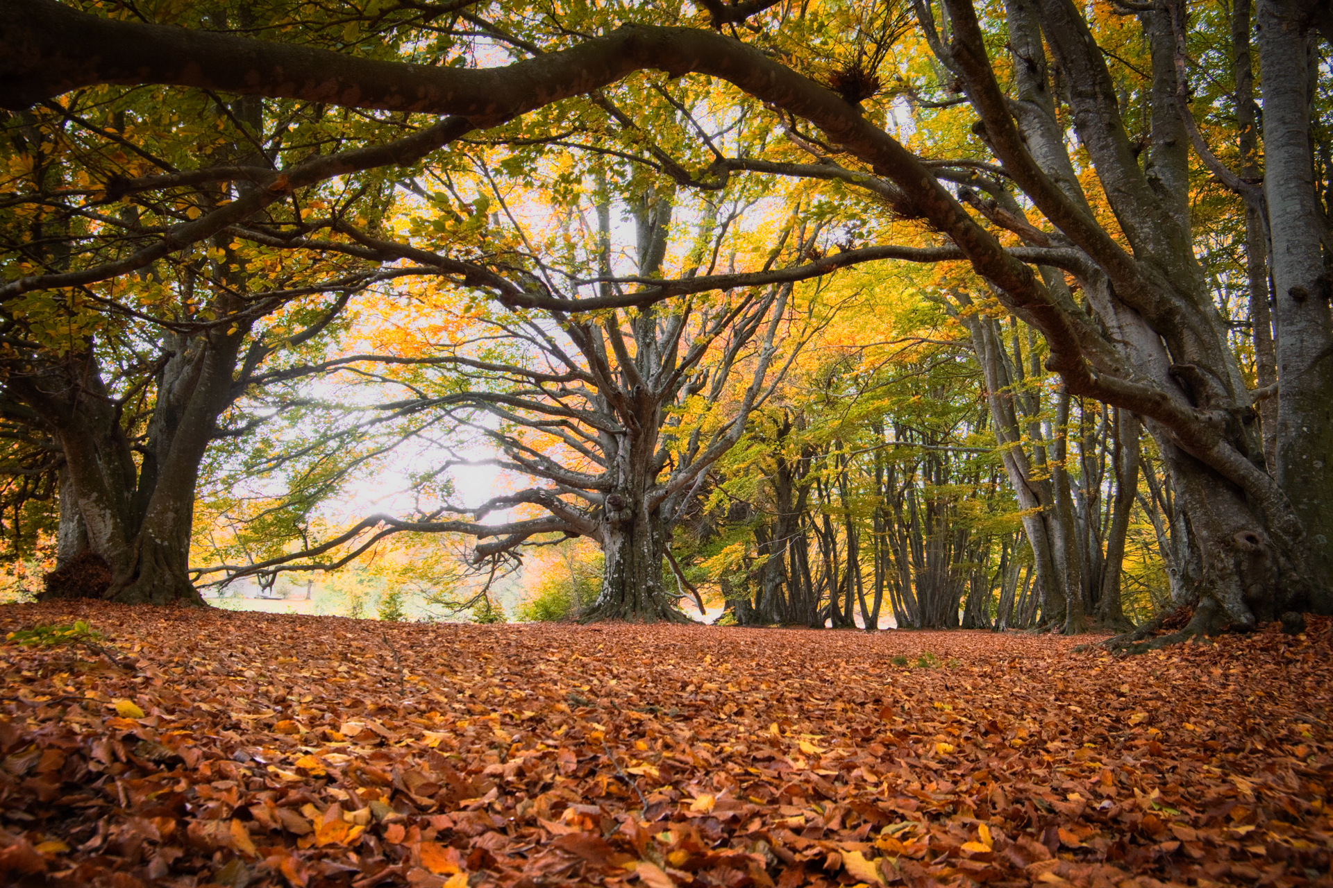 Foliage a Canfaito - San Severino Marche (MC)