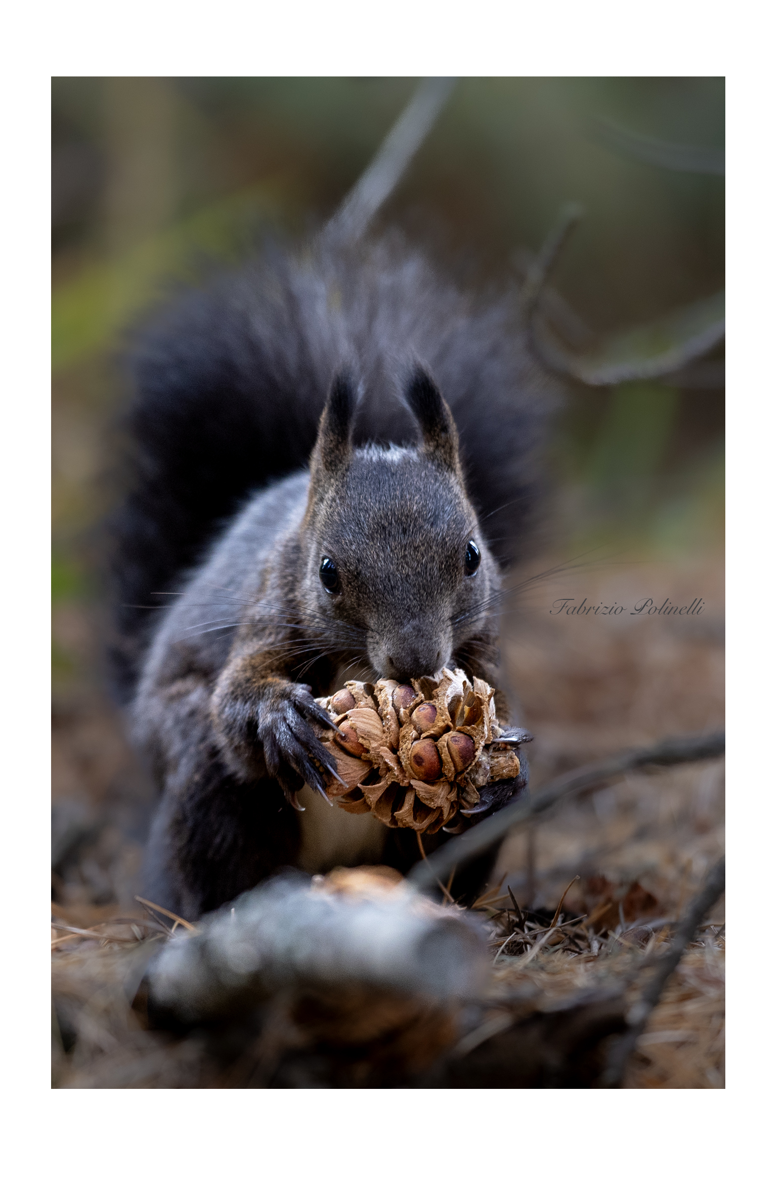 Red squirrel. Engadine
