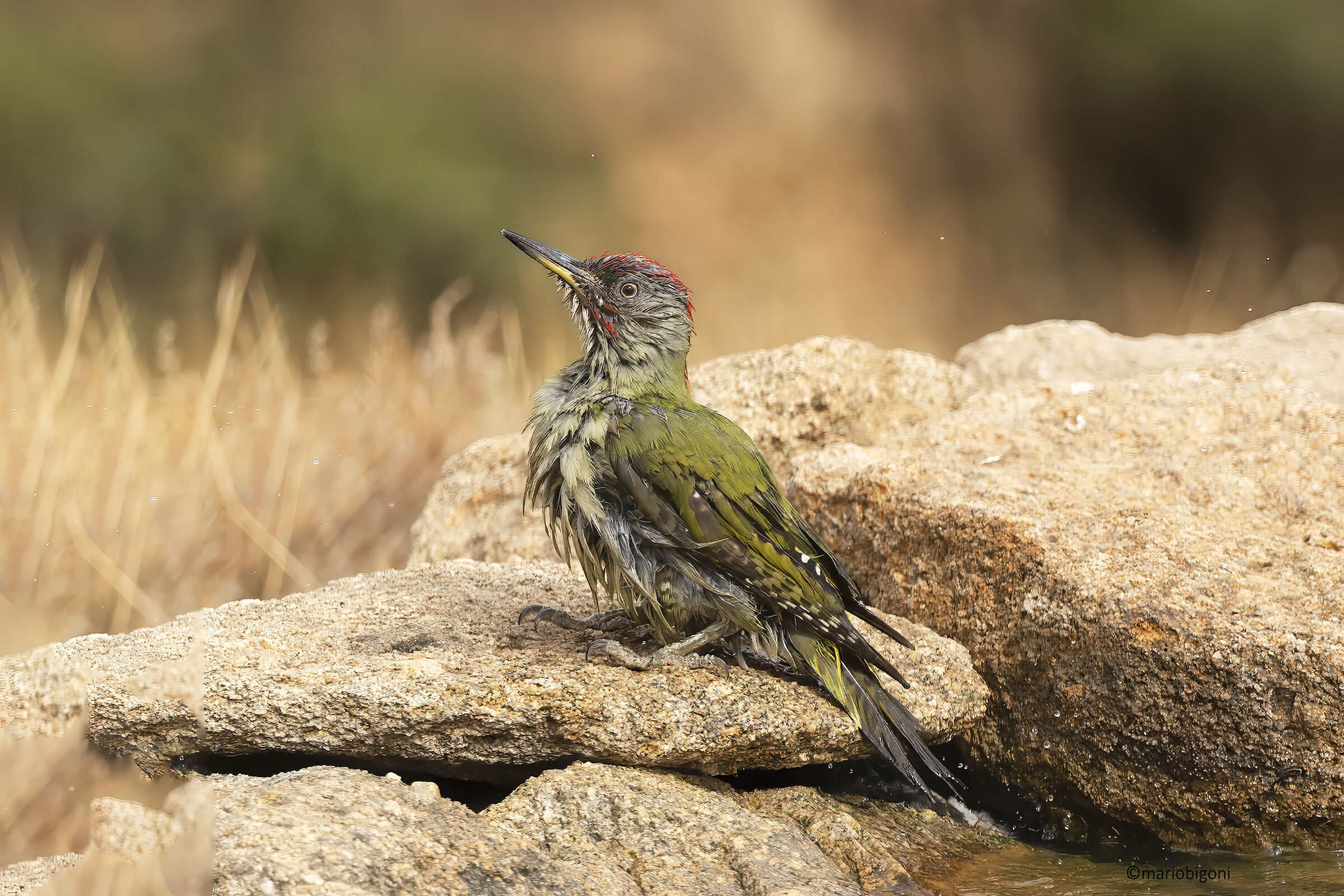 Picchio verde iberico