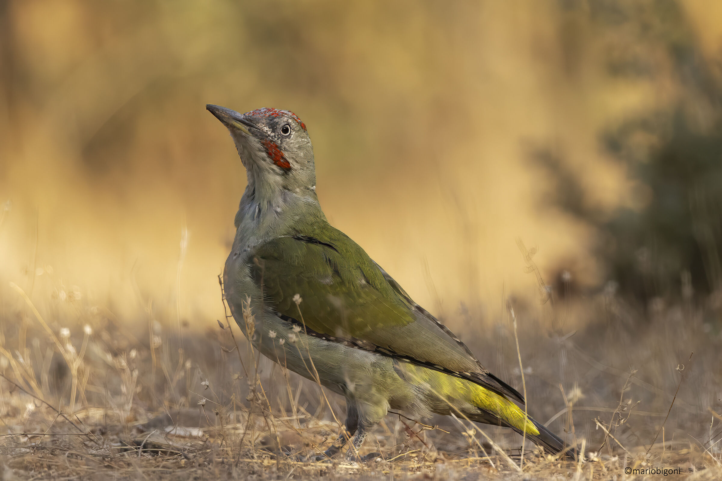 Picchio verde iberico