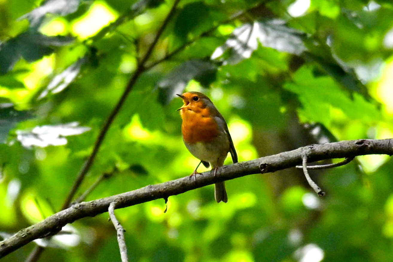 Sempre bello il canto del pettirosso