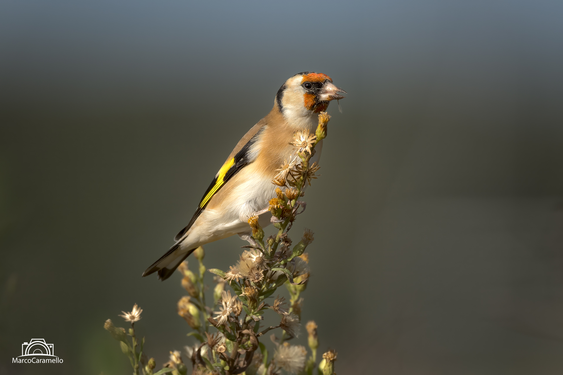 goldfinch