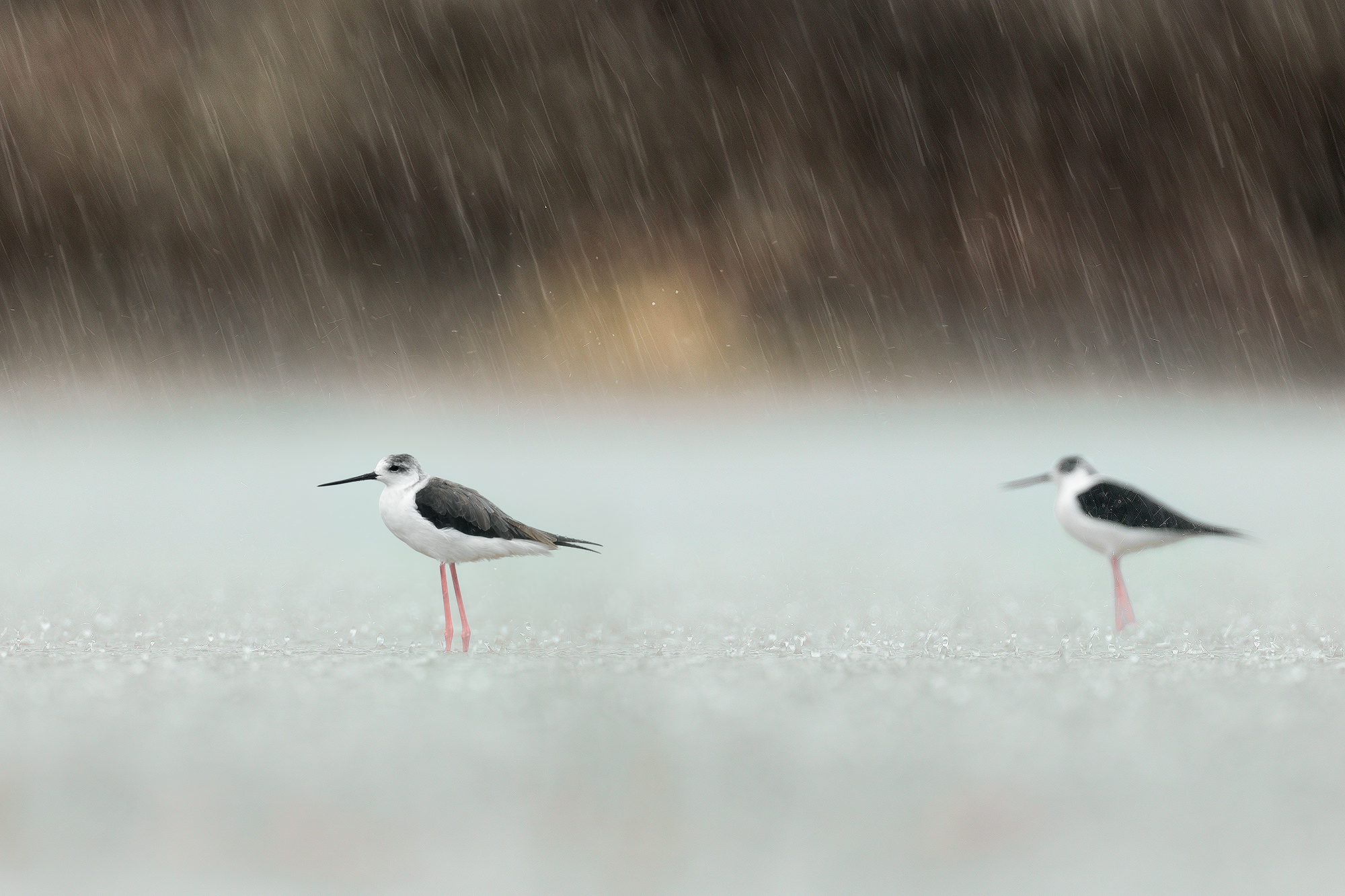 Black-winged stilts under the flood
