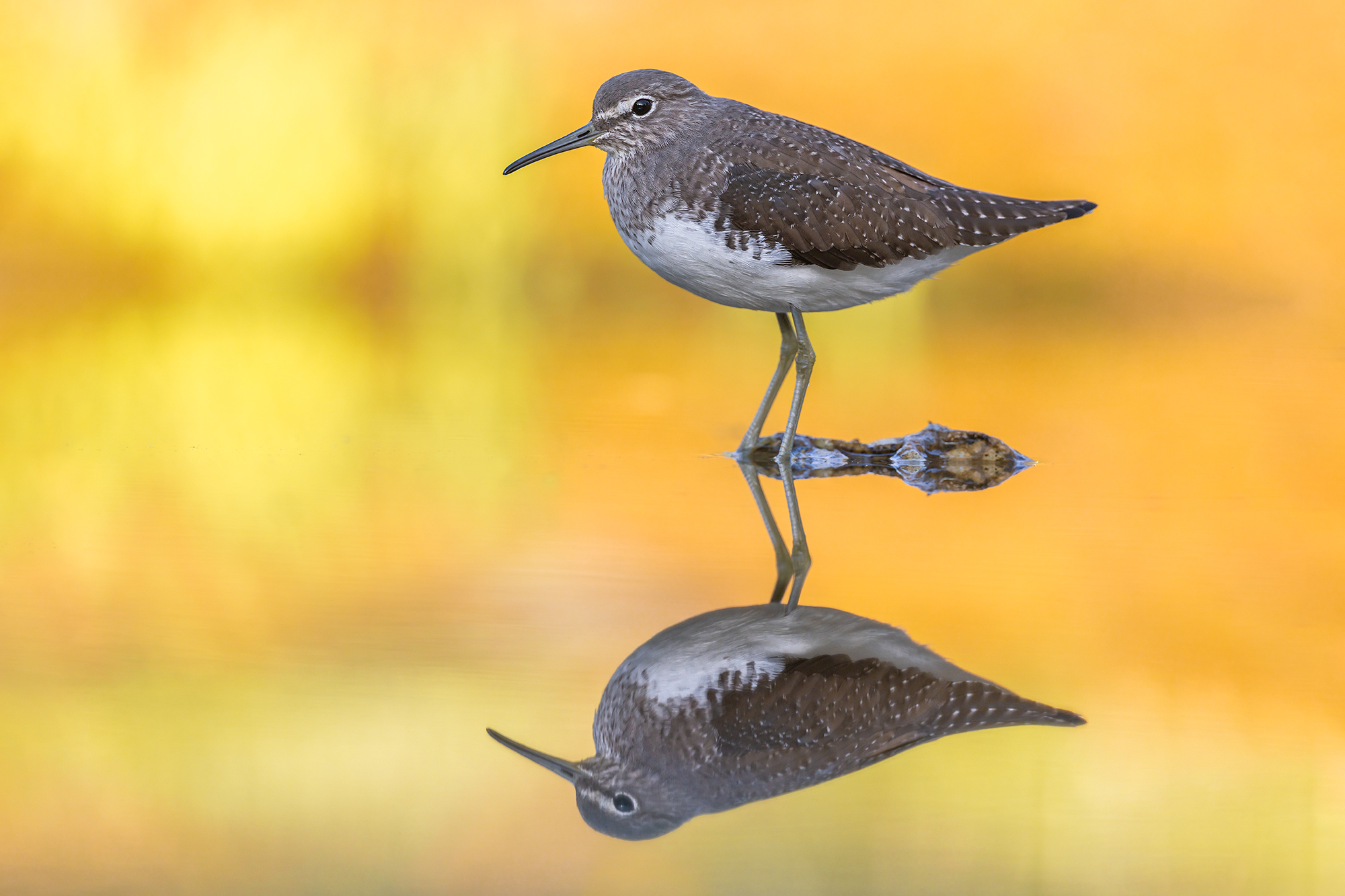 Wheatear Sandpiper