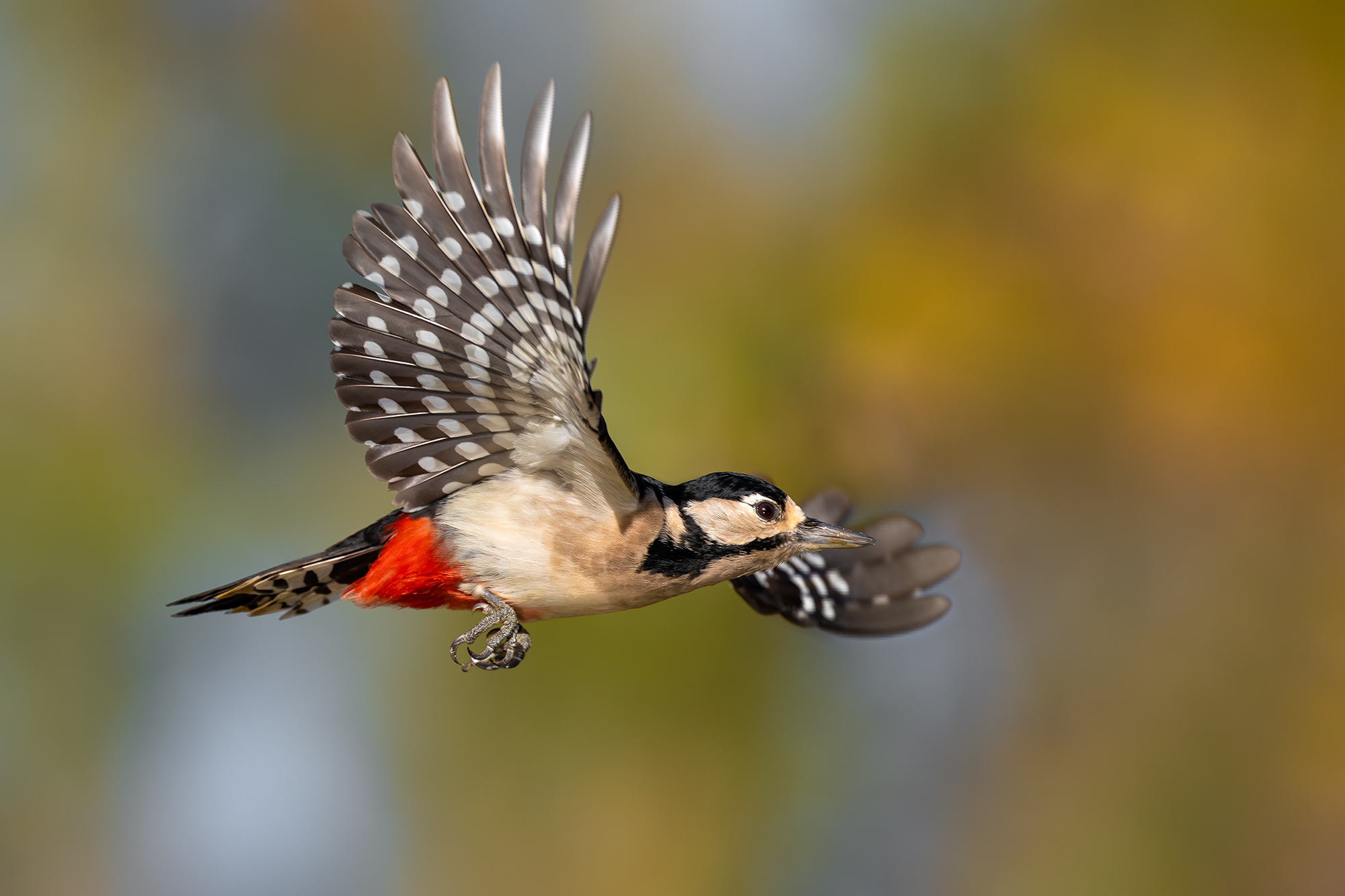 Great Spotted Woodpecker