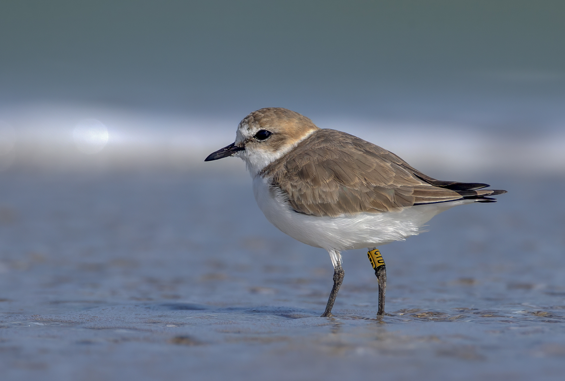 Fratino (Charadrius alexandrinus)