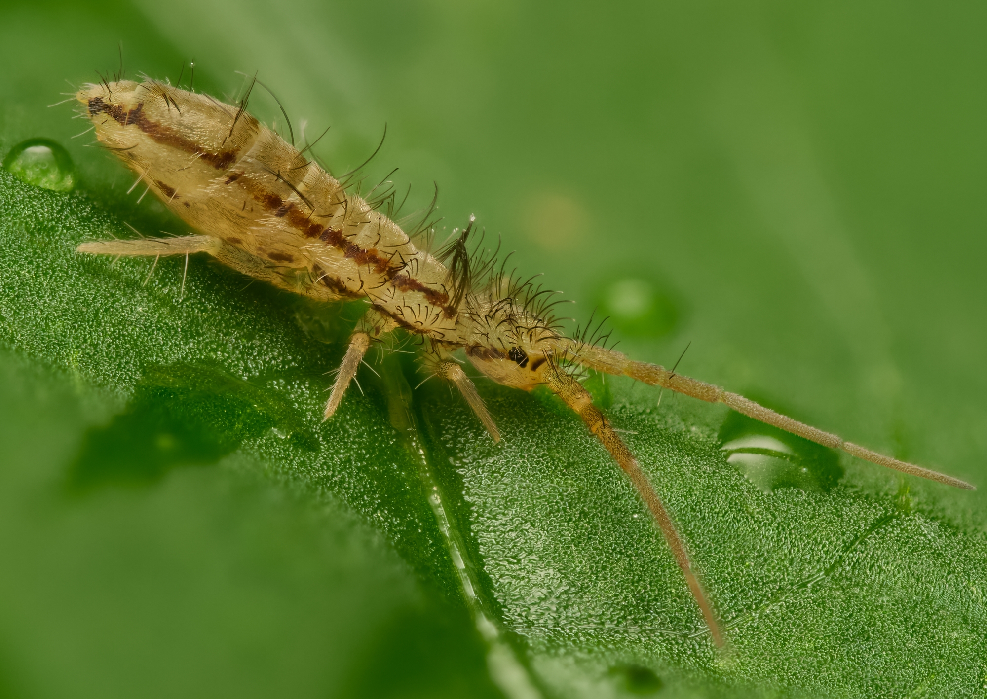 Orchesella sp.