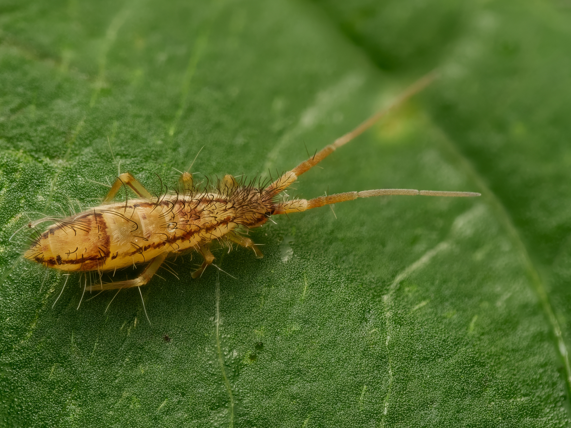 Orchesella sp.