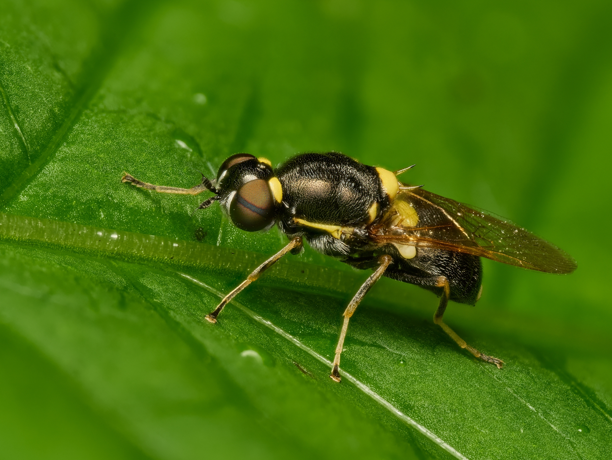 Oxycera leonina