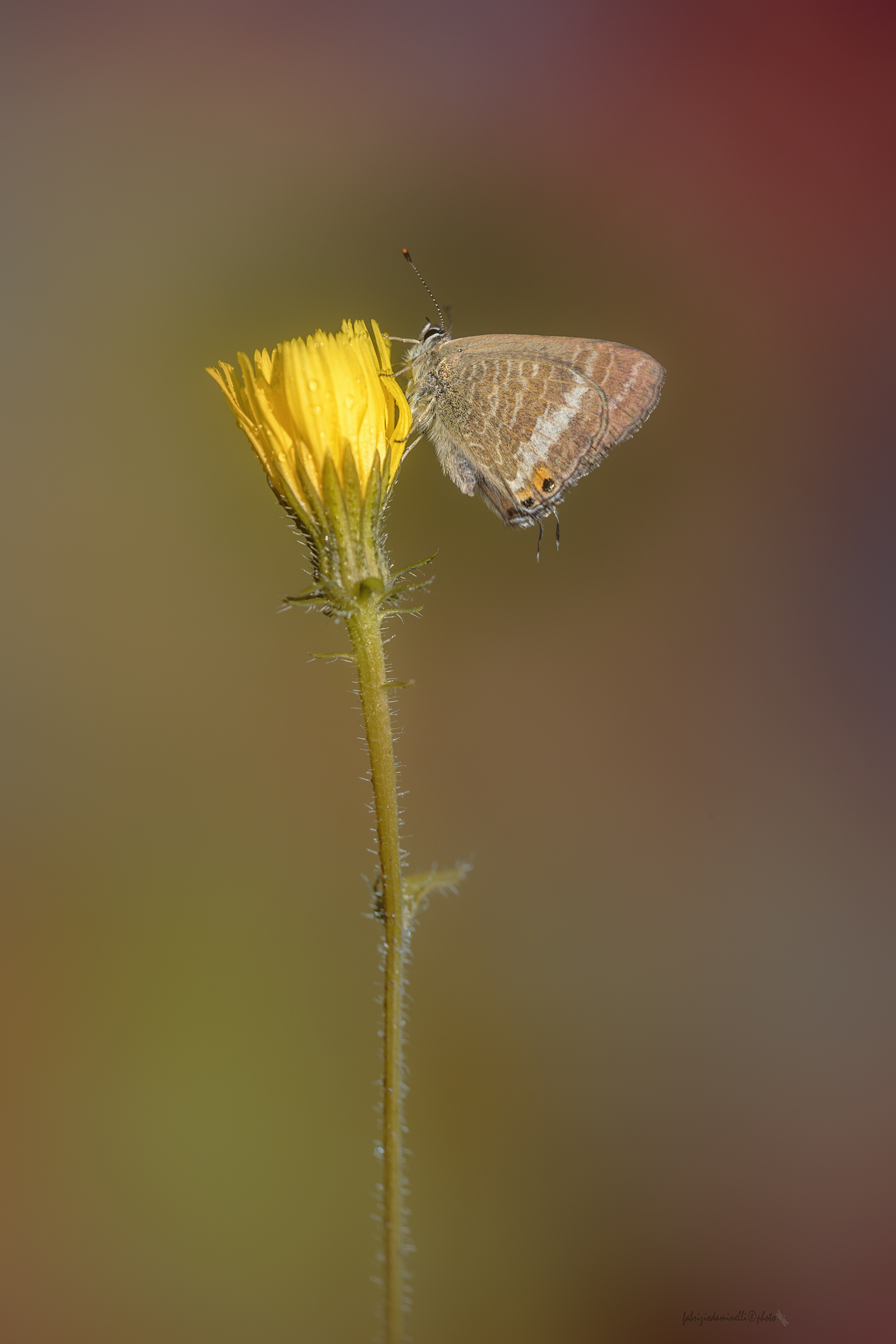 Lampides boeticus