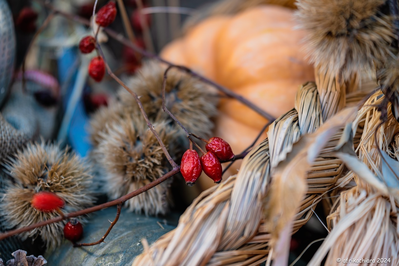 Dettagli e colori d'autunno