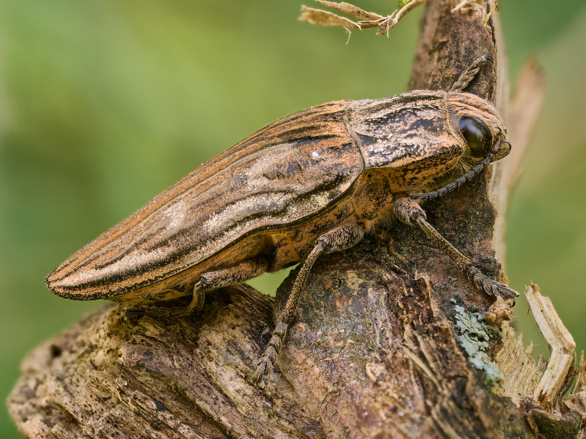 Chalcophora mariana