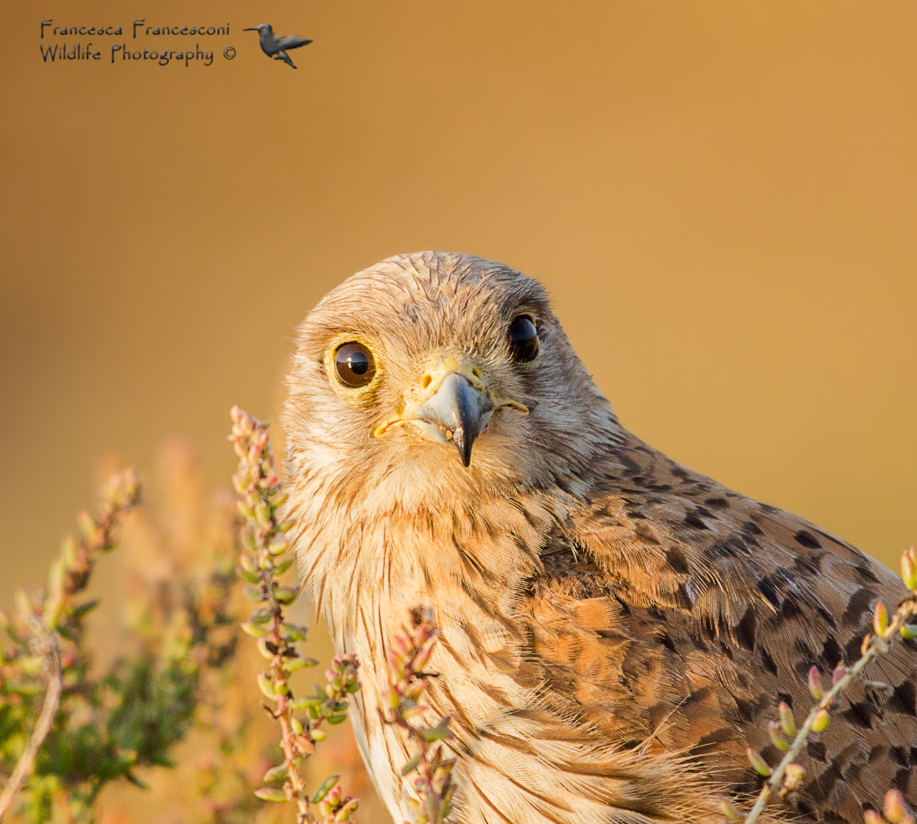 Kestrel female