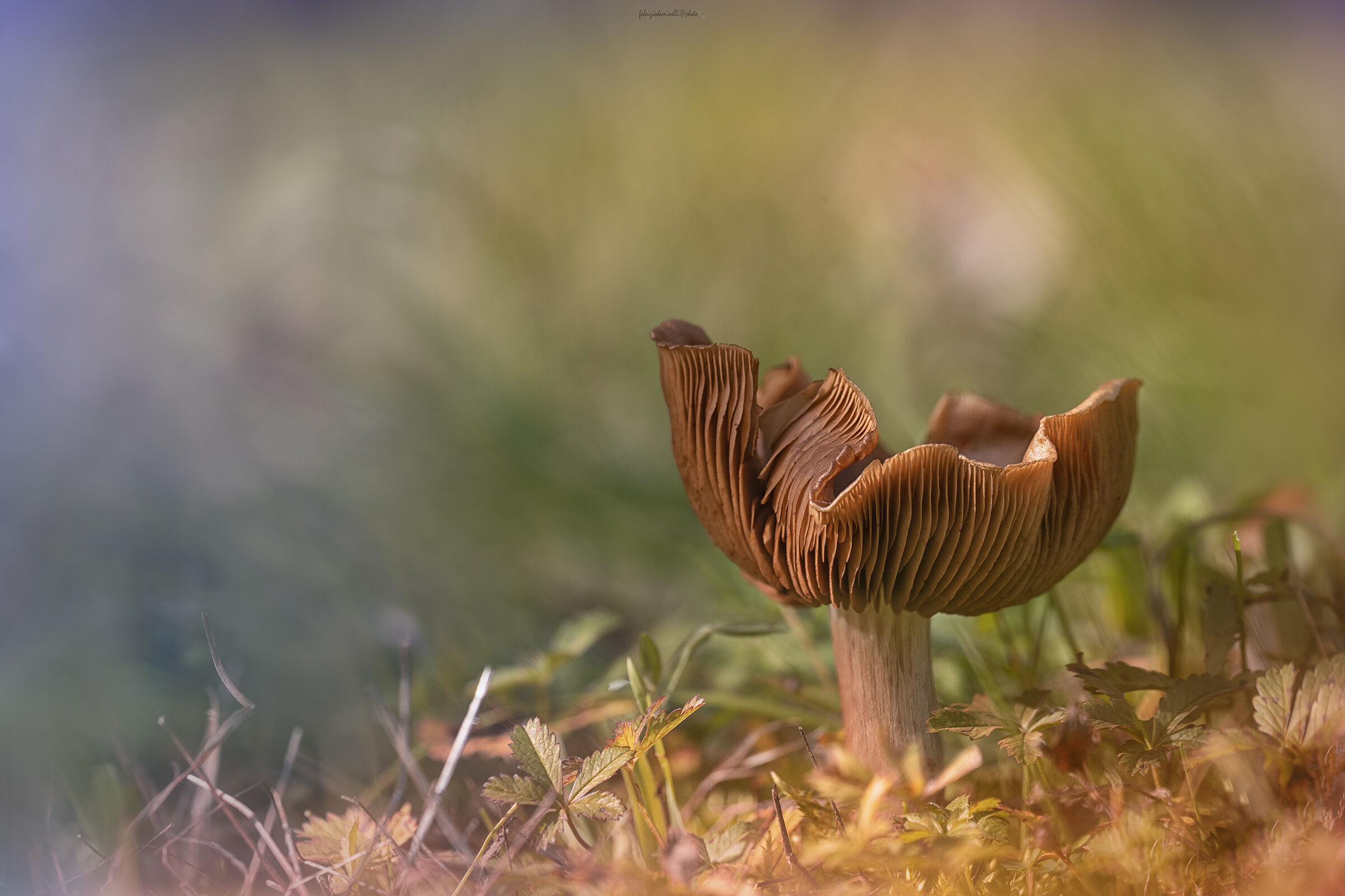 Cortinarius orellanus