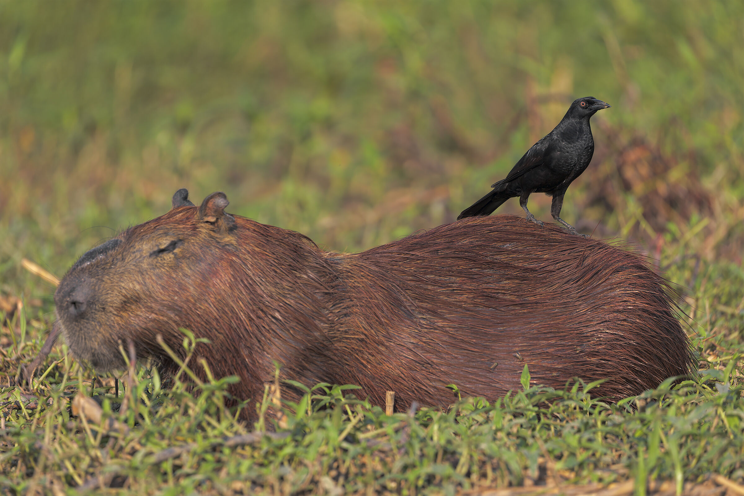 Il capibara e il suo ospite