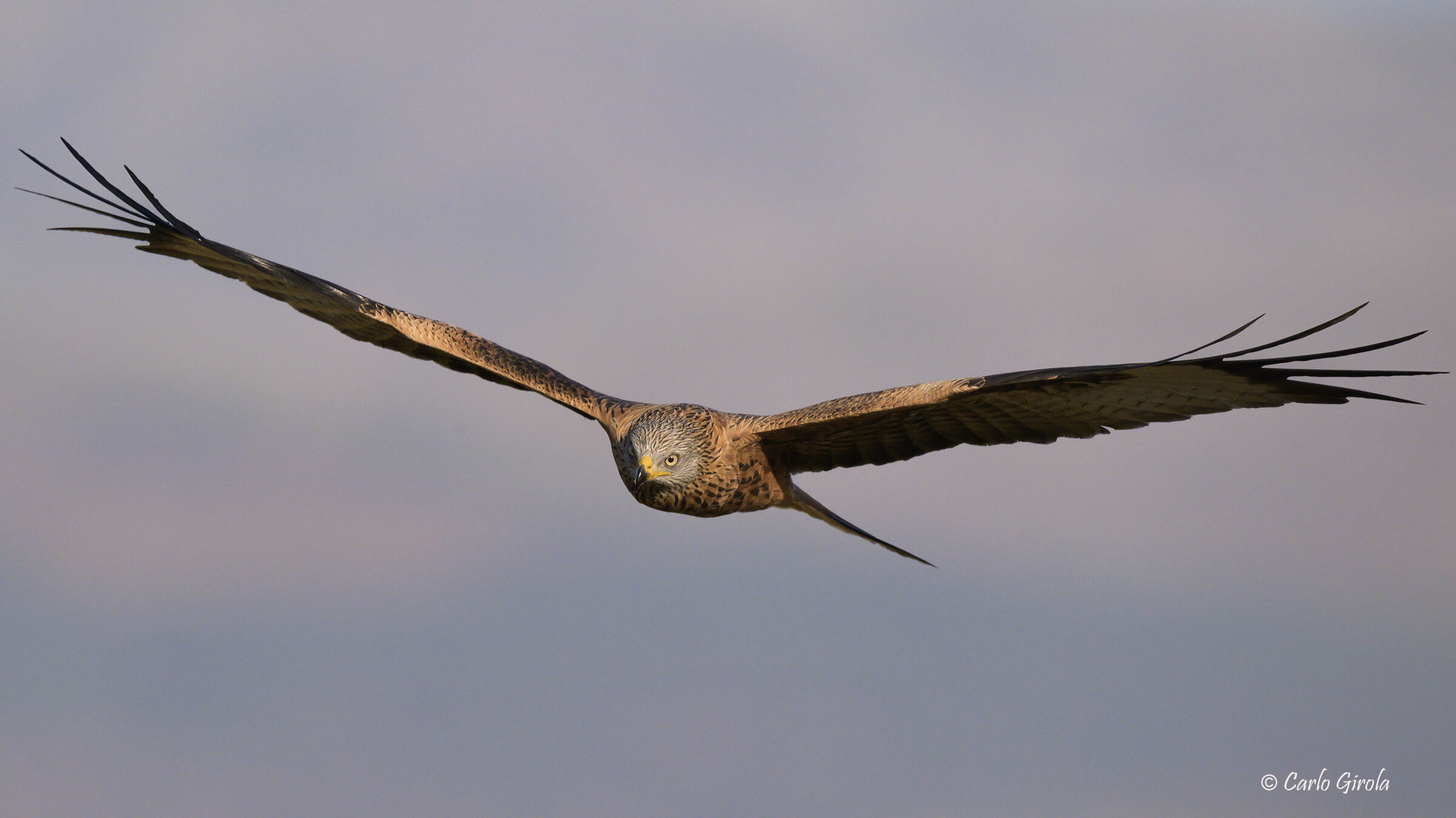 Red Kite (Milvus milvus)