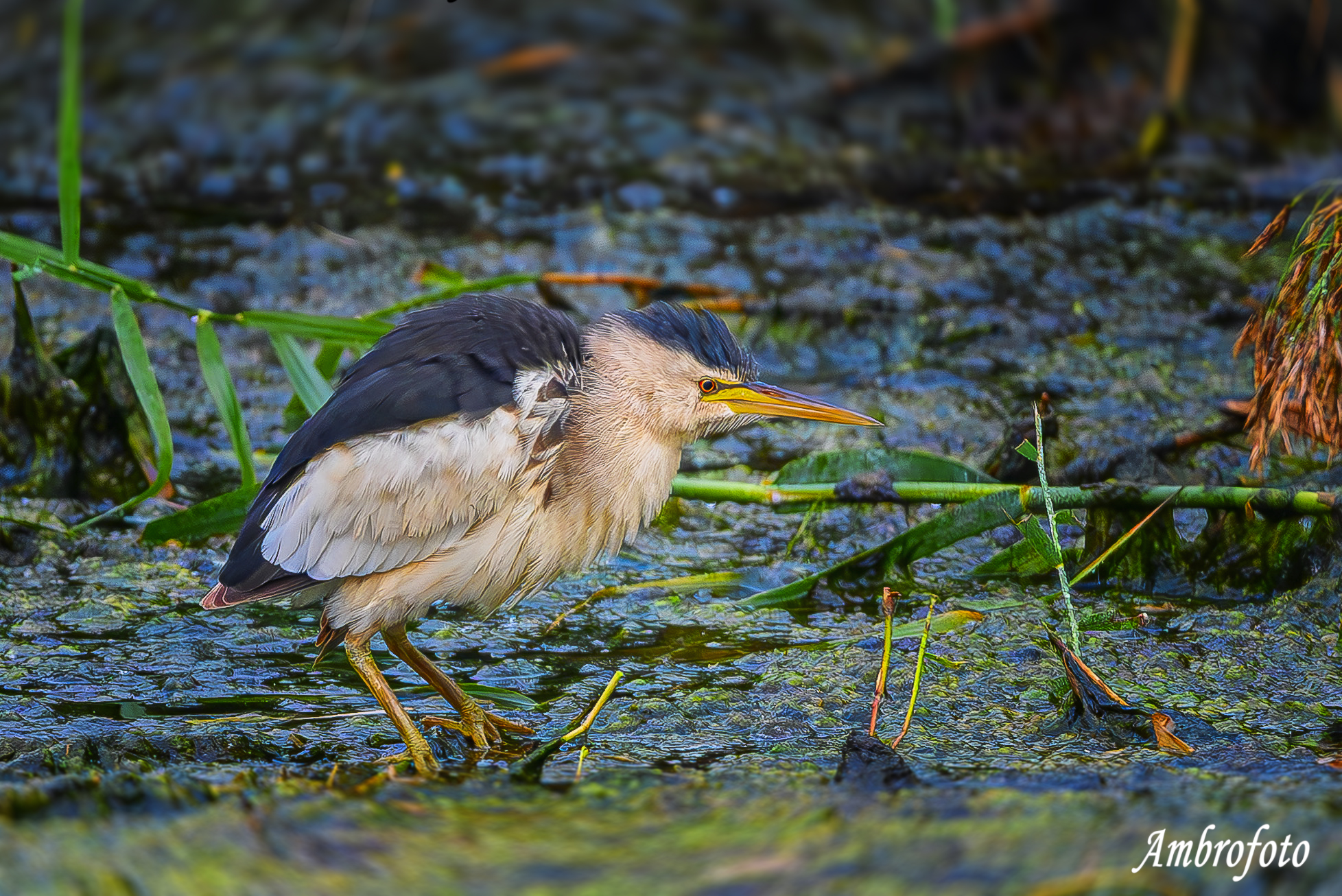 Tarabusino arruffato