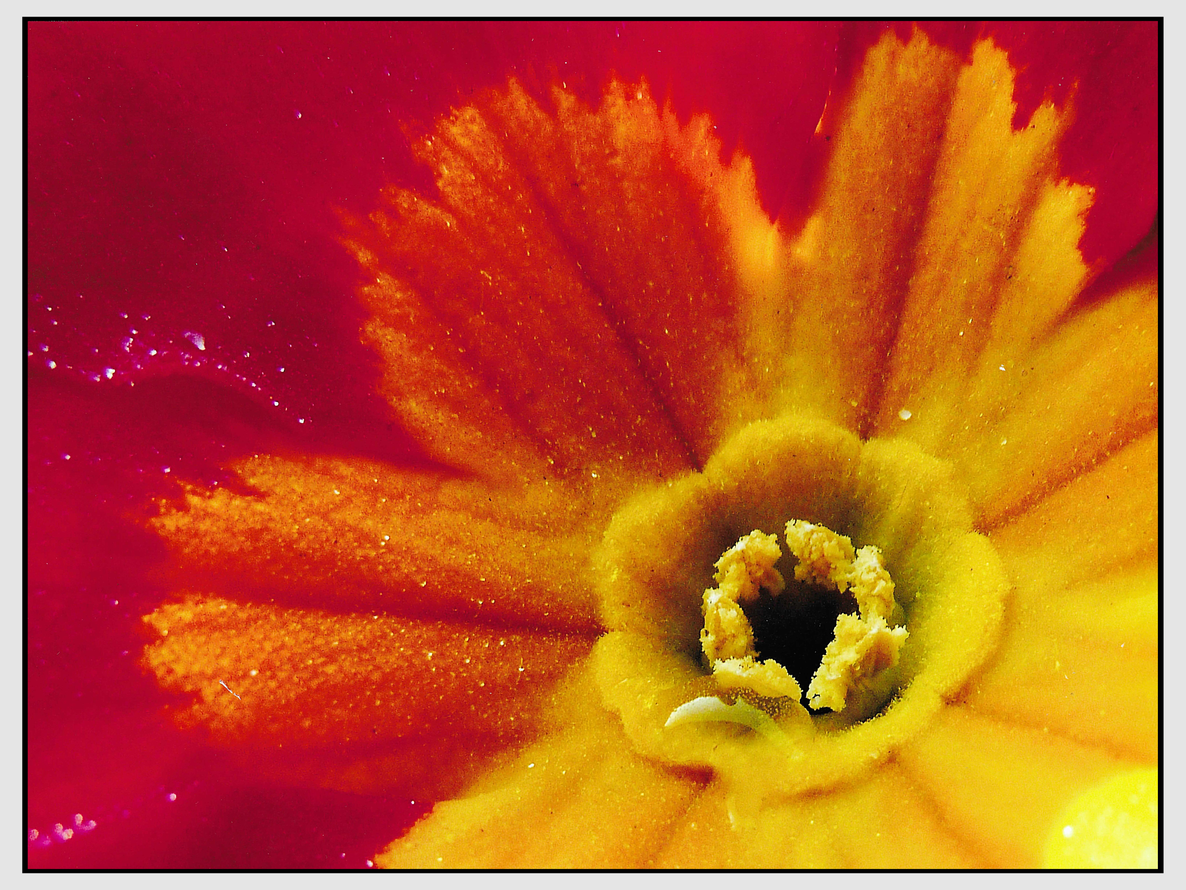 Primula.