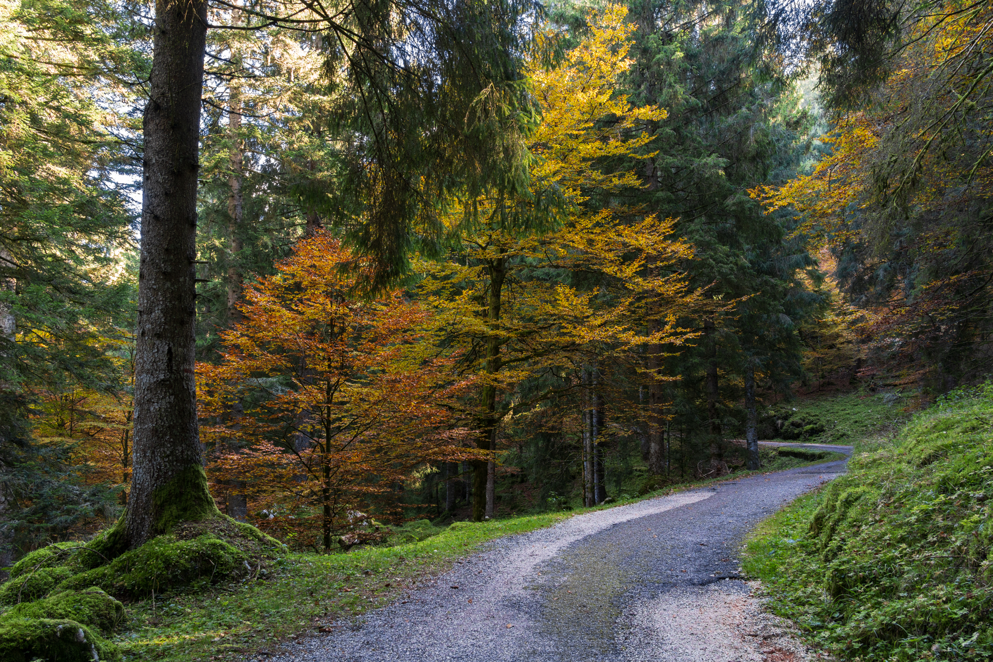 "La strada del bosco"