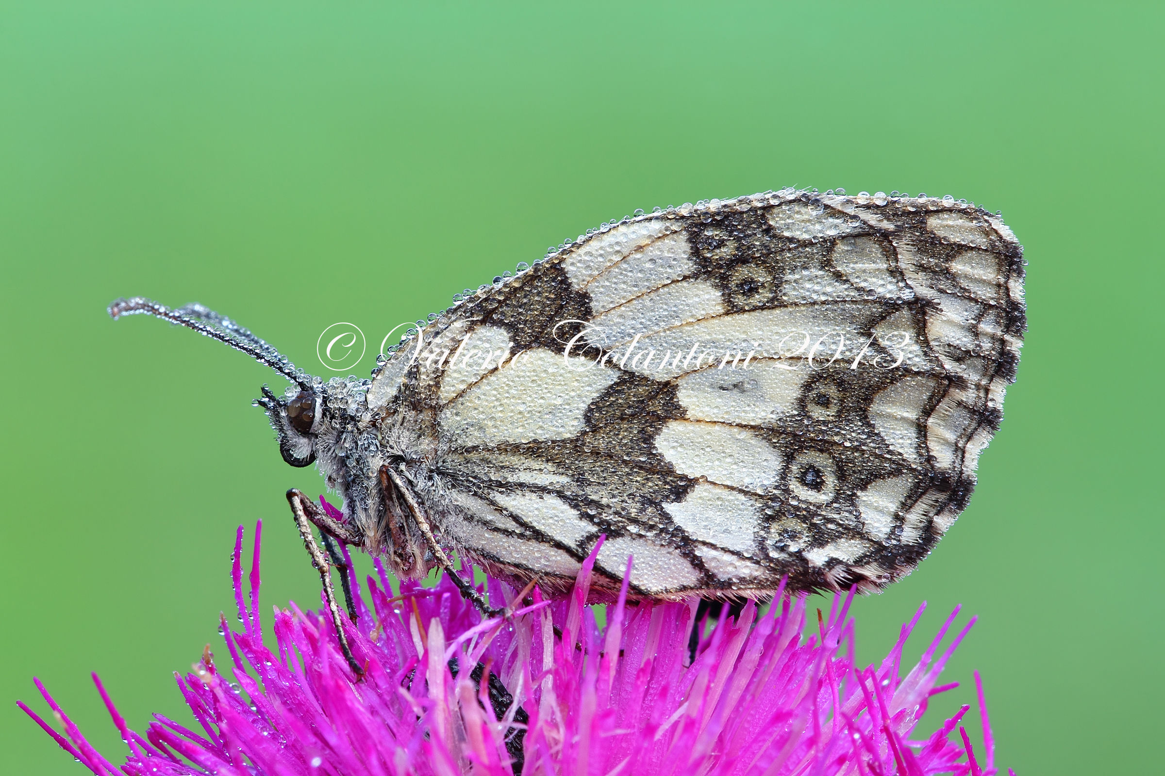 Melanargia galathea
