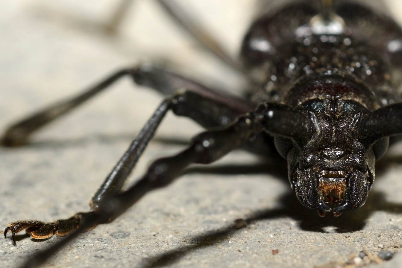 cerambice della quercia