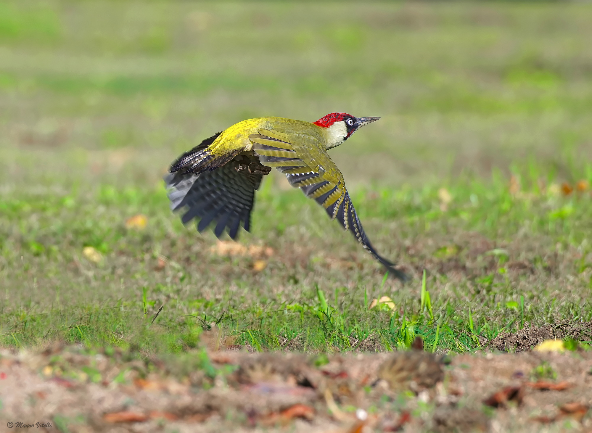 Male green woodpecker (Picus viridis)