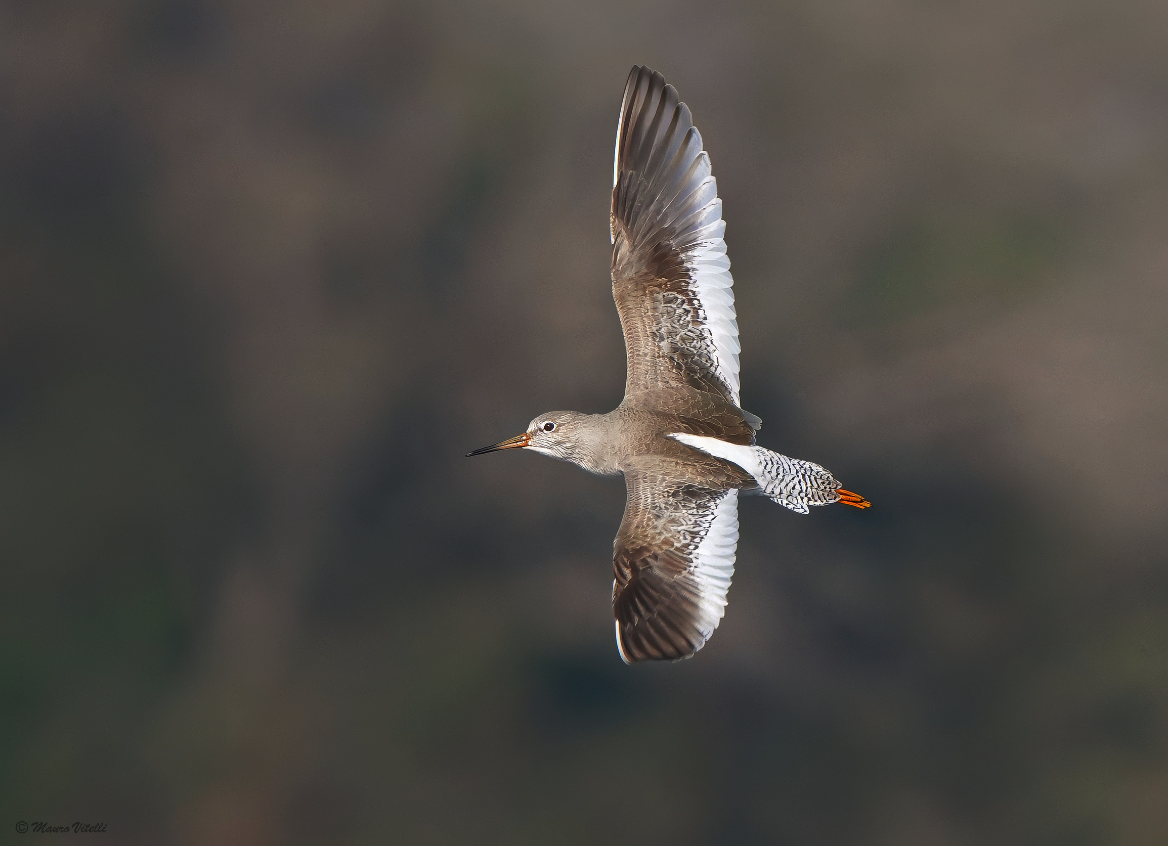 Redshank (Tringa totanus)