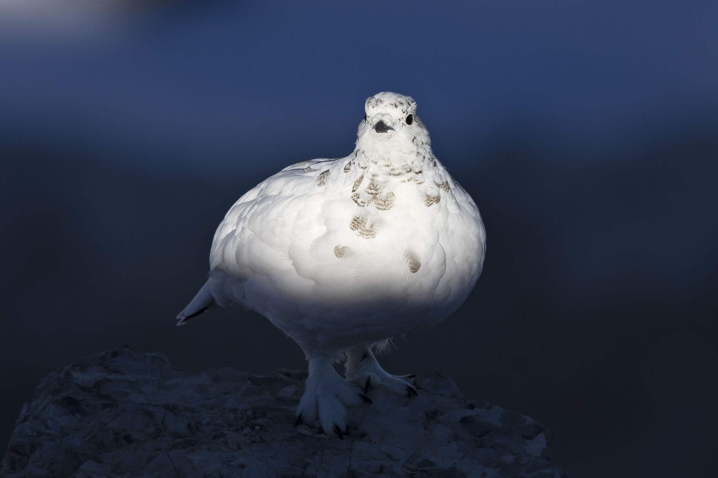 Ptarmigan