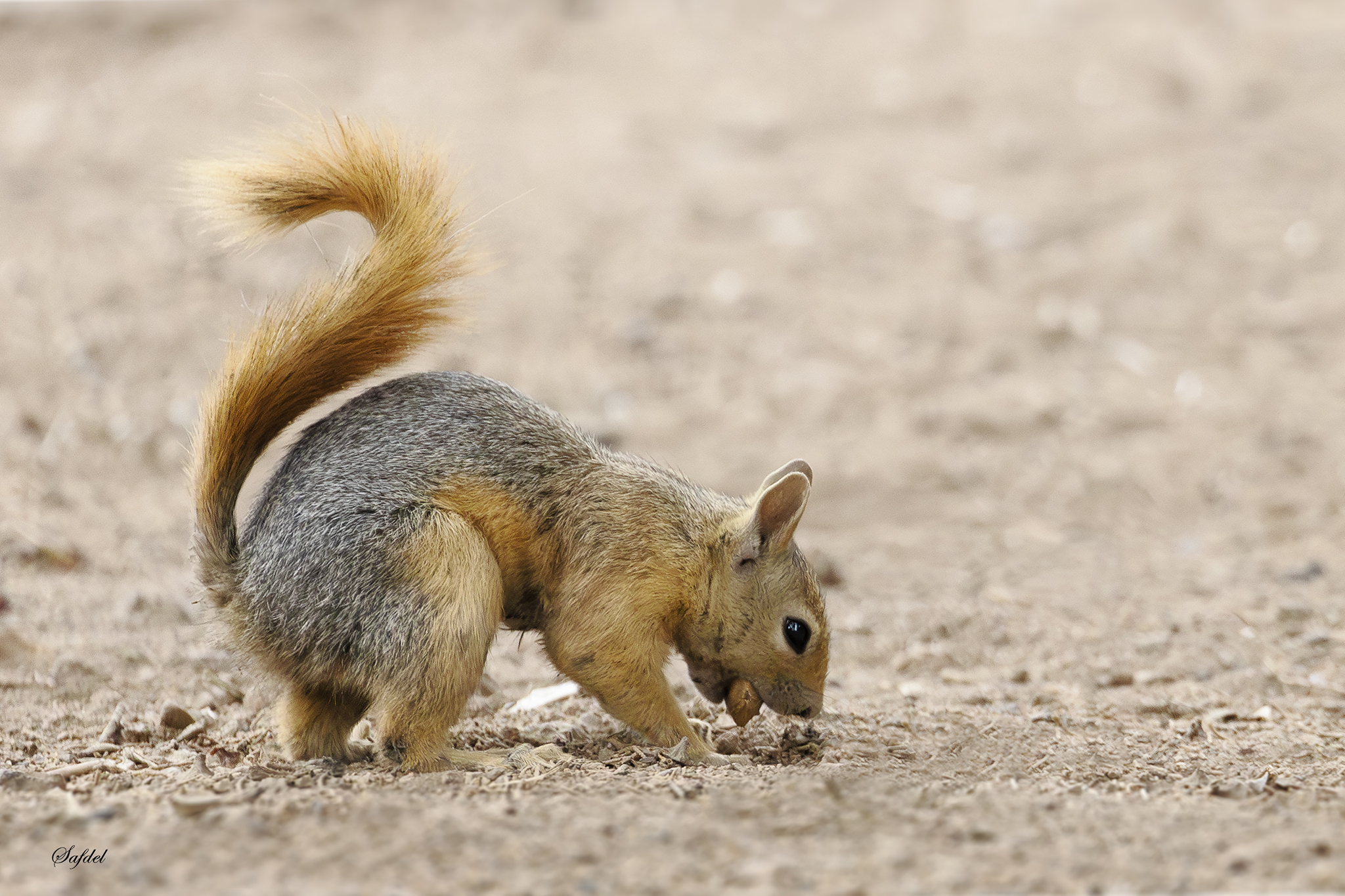 Iranian Squirrel