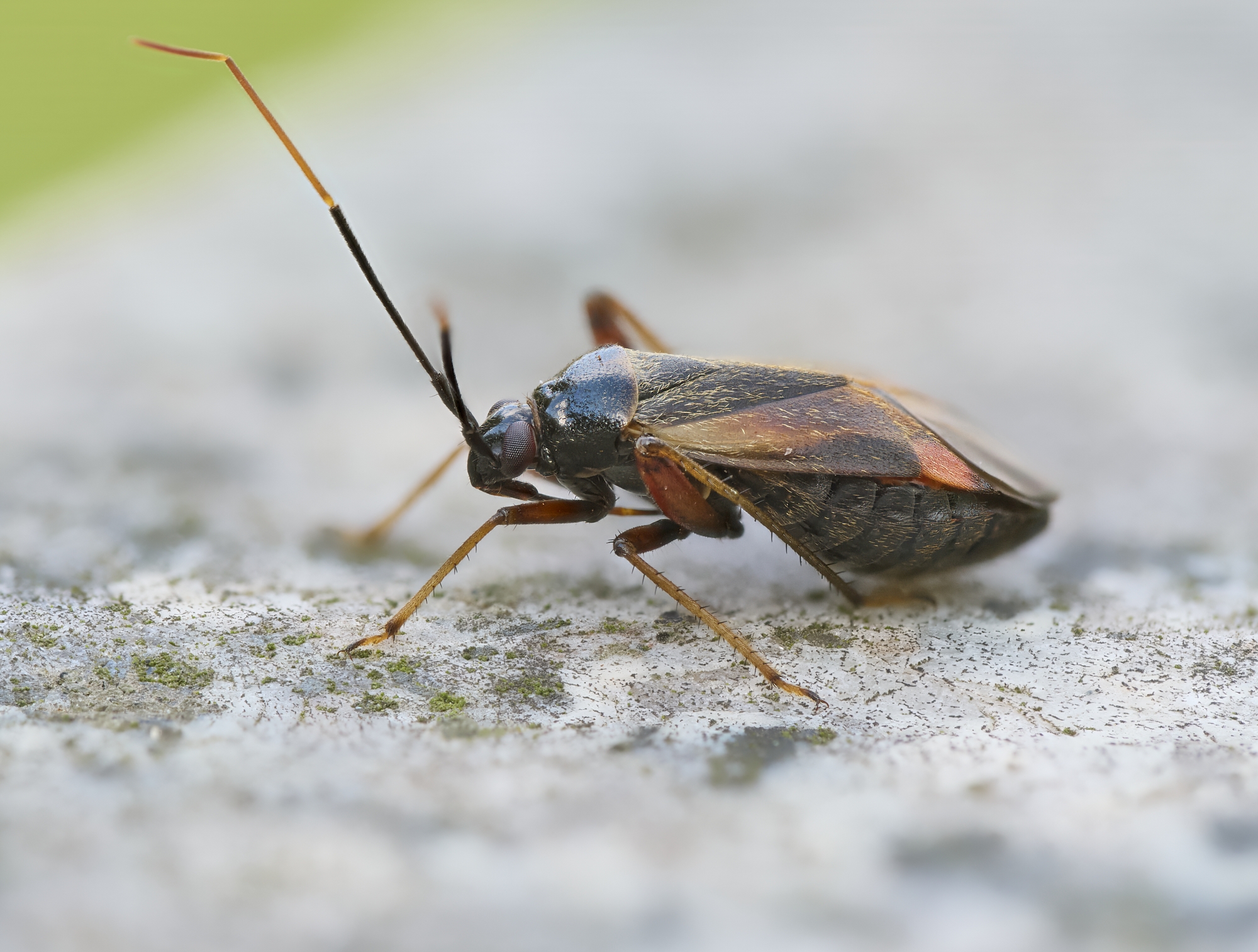 Adelphocoris seticornis