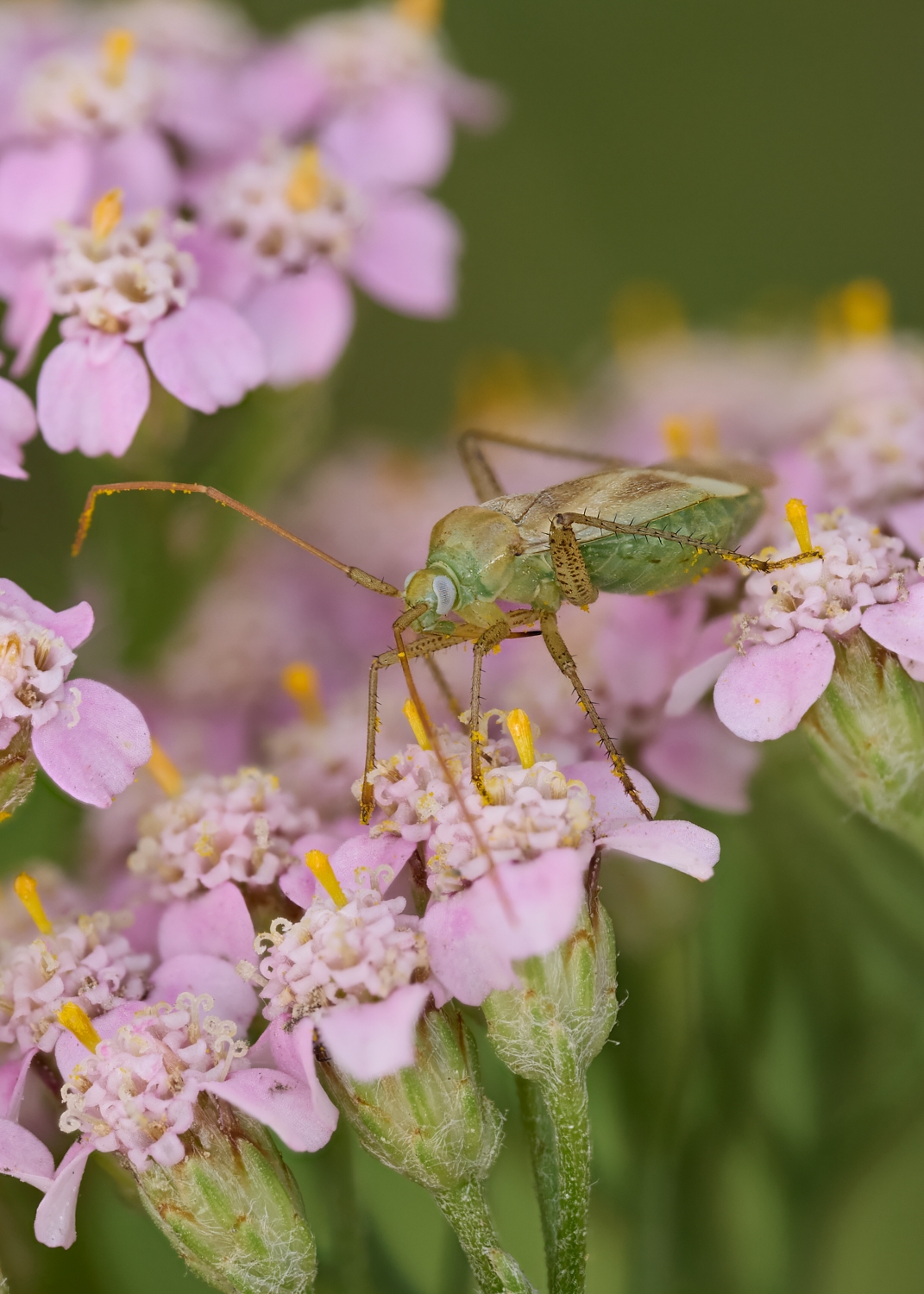 Adelphocoris sp.