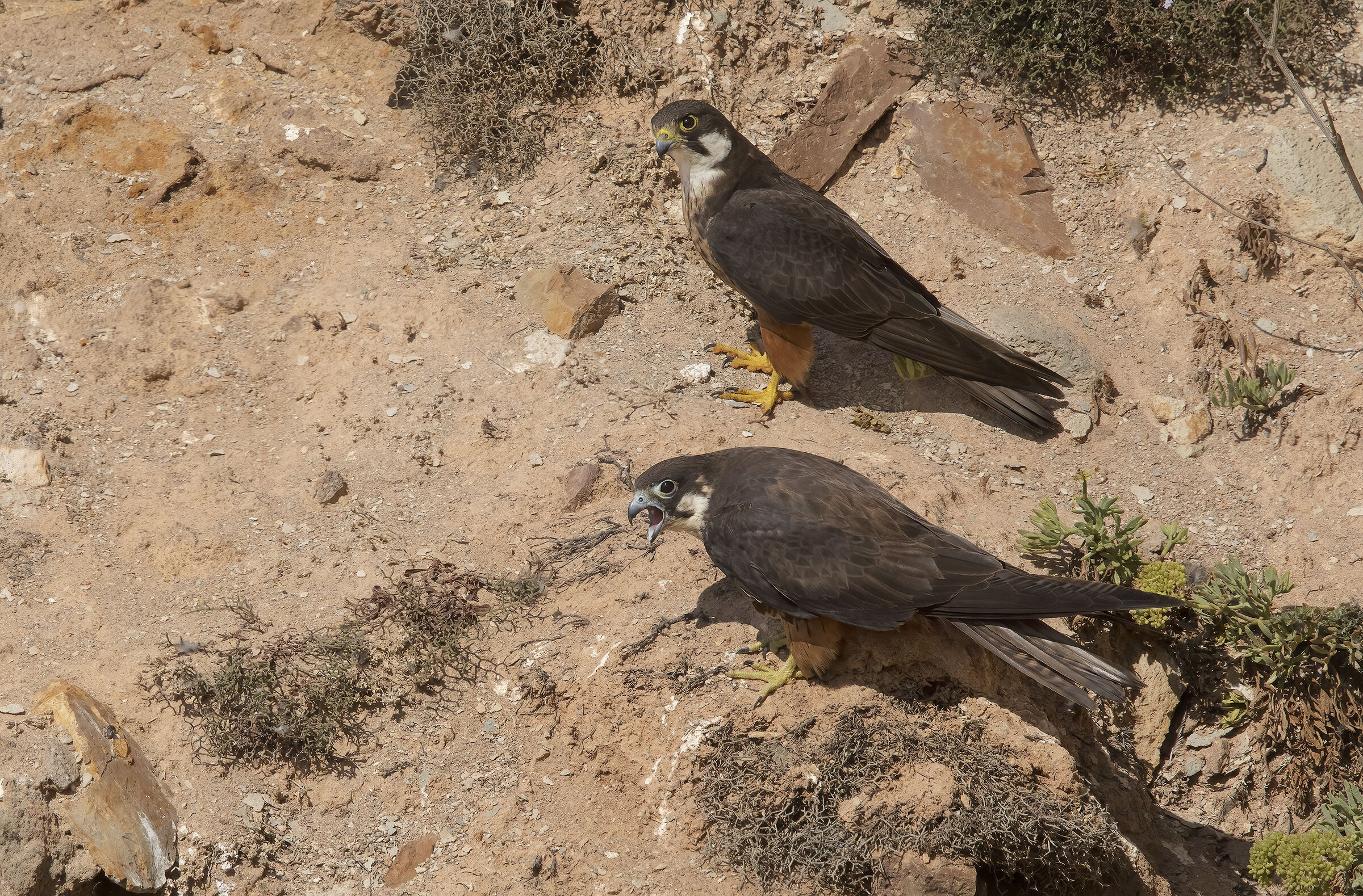 falco della regina (falco eleonorae)