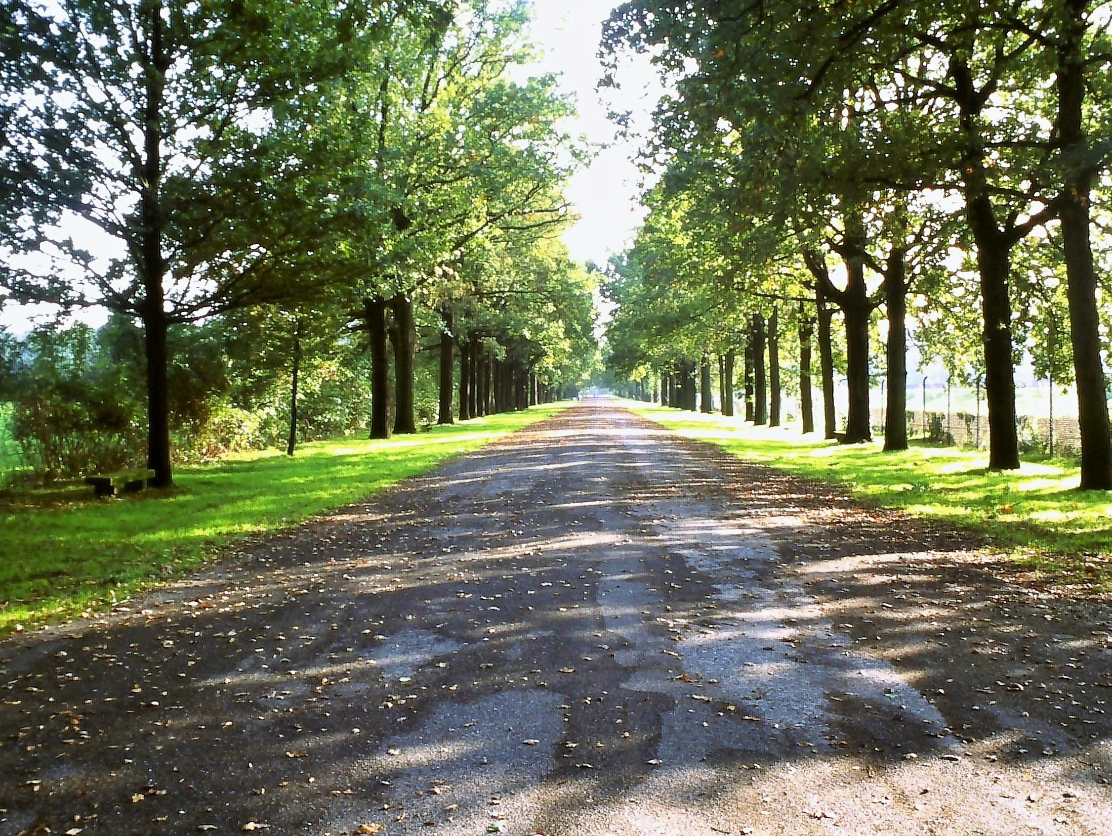 Avenue of oaks