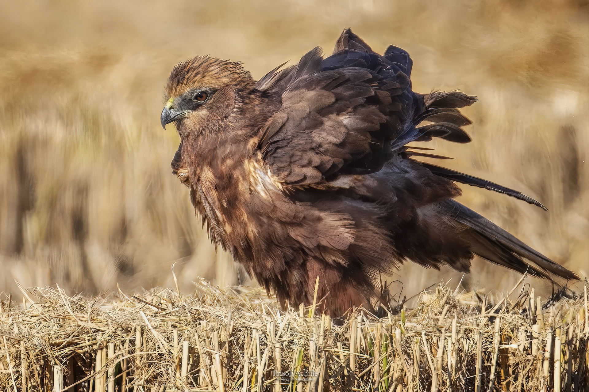 Marsh Harrier