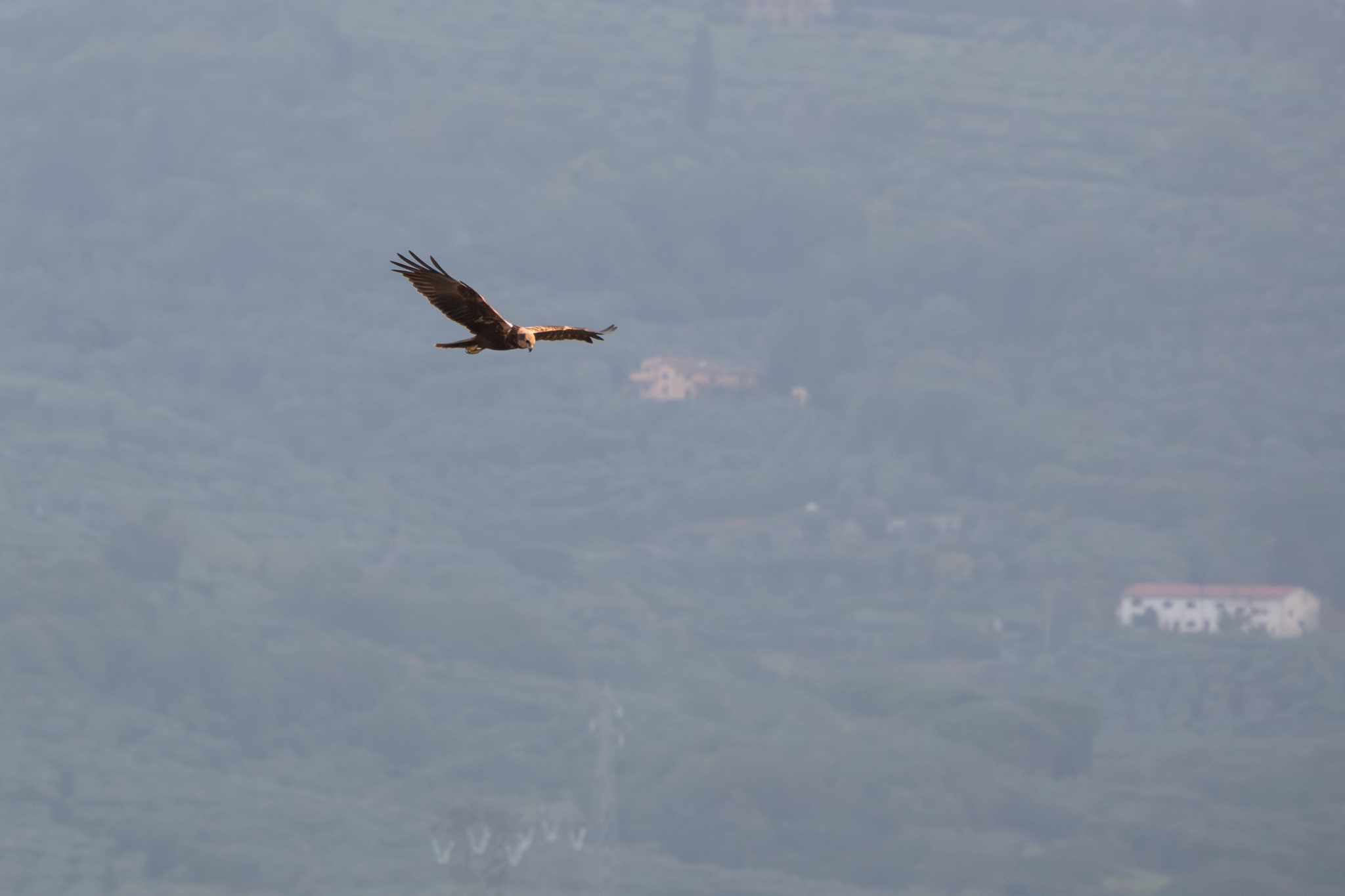 Falcon on patrol