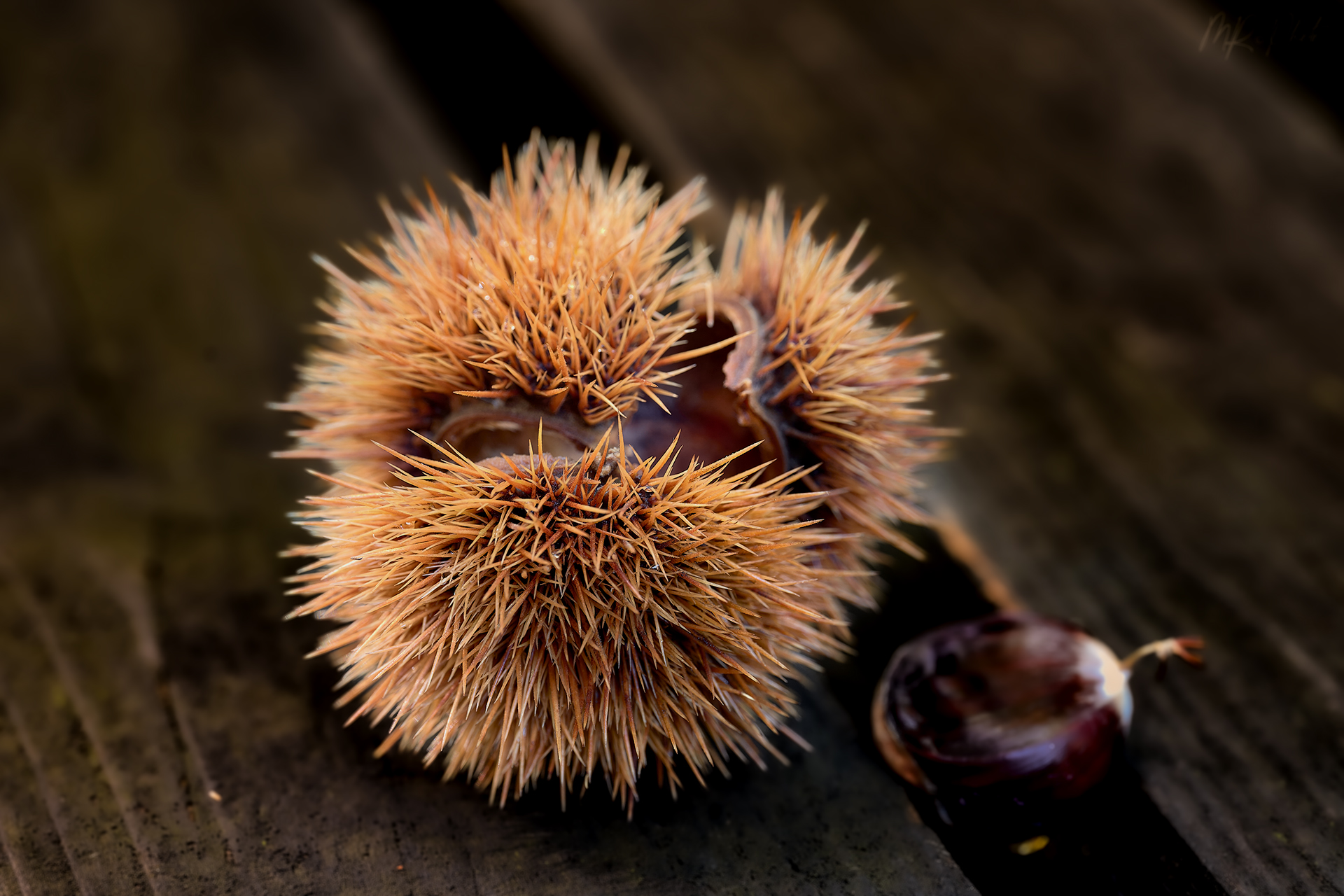 The chestnut