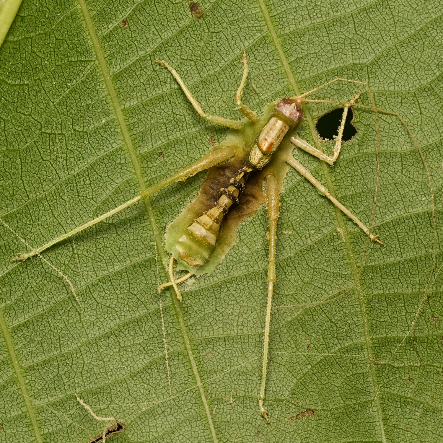 Meconema sp., Entomophthora grylli...