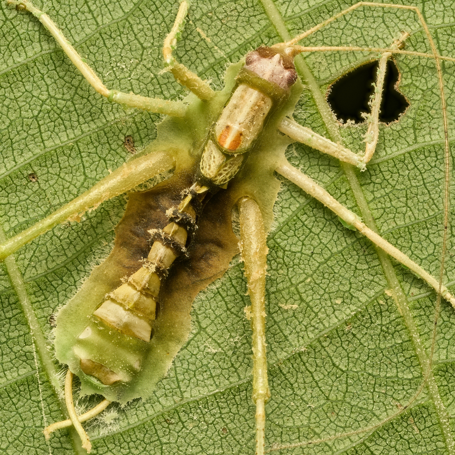 Meconema sp., Entomophthora grylli... closer
