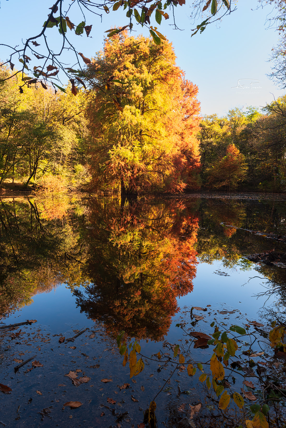 Autumn shades