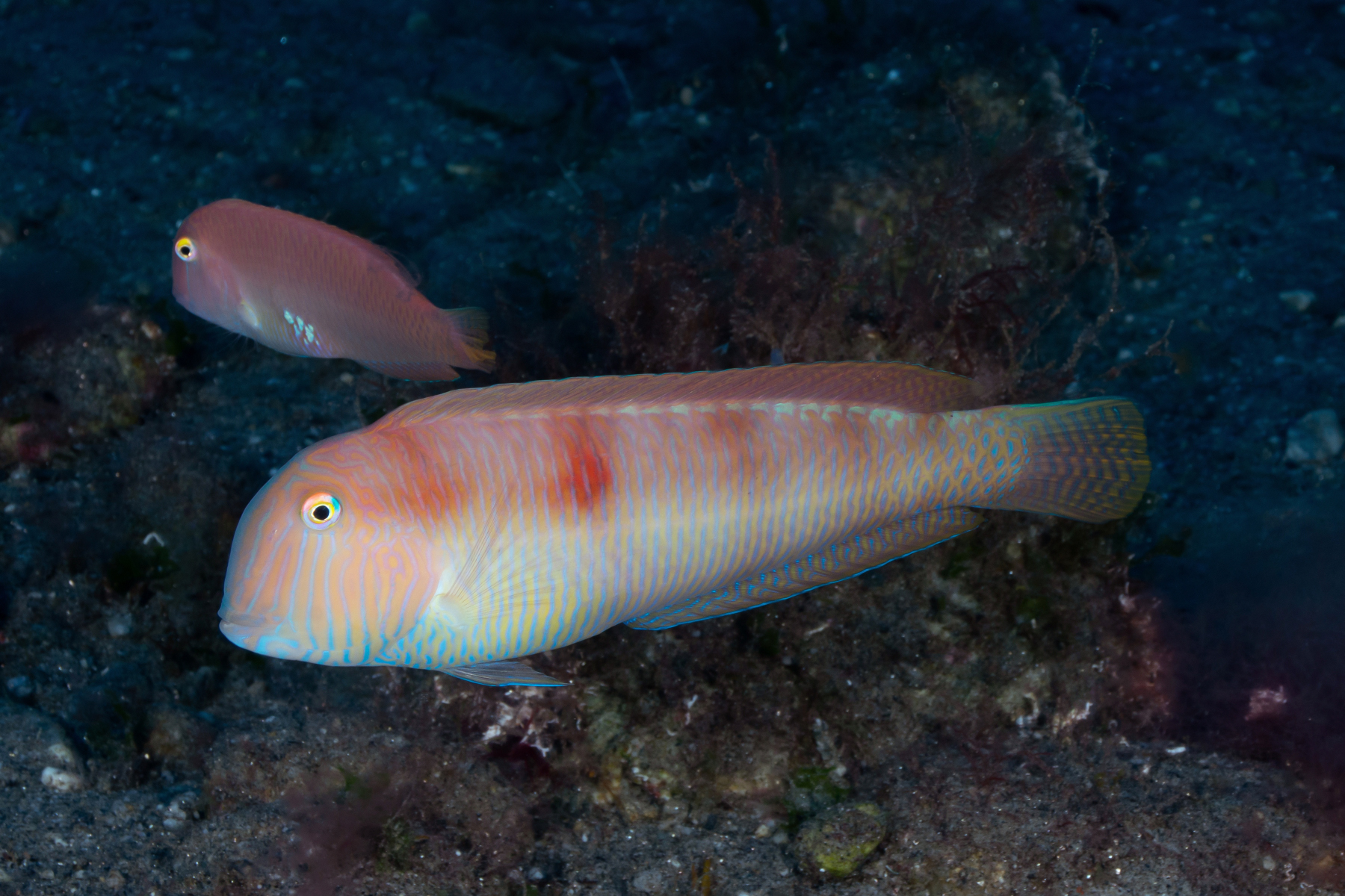 Scallop Fish - Catona