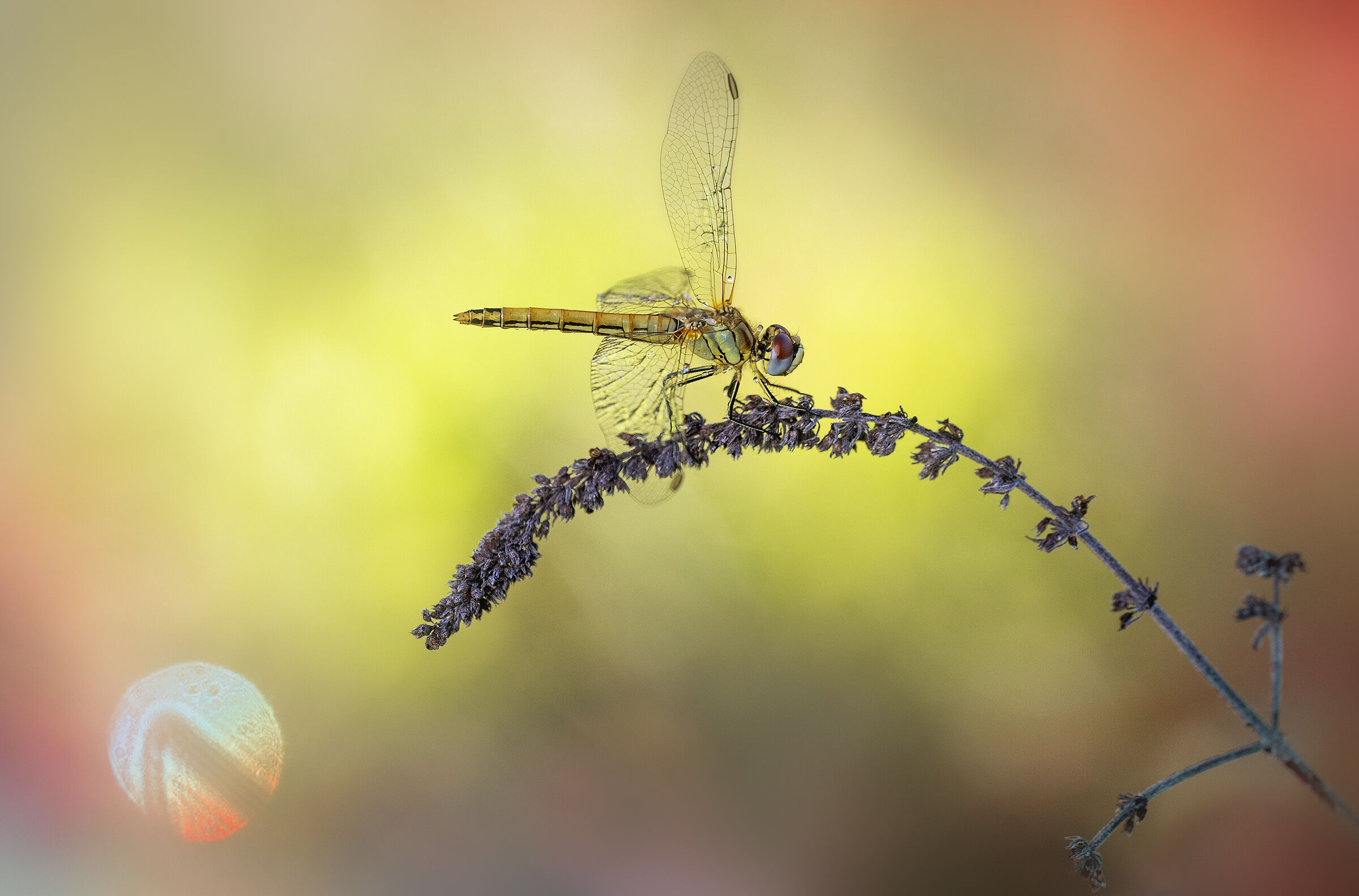 Sympetrum fonscolombii