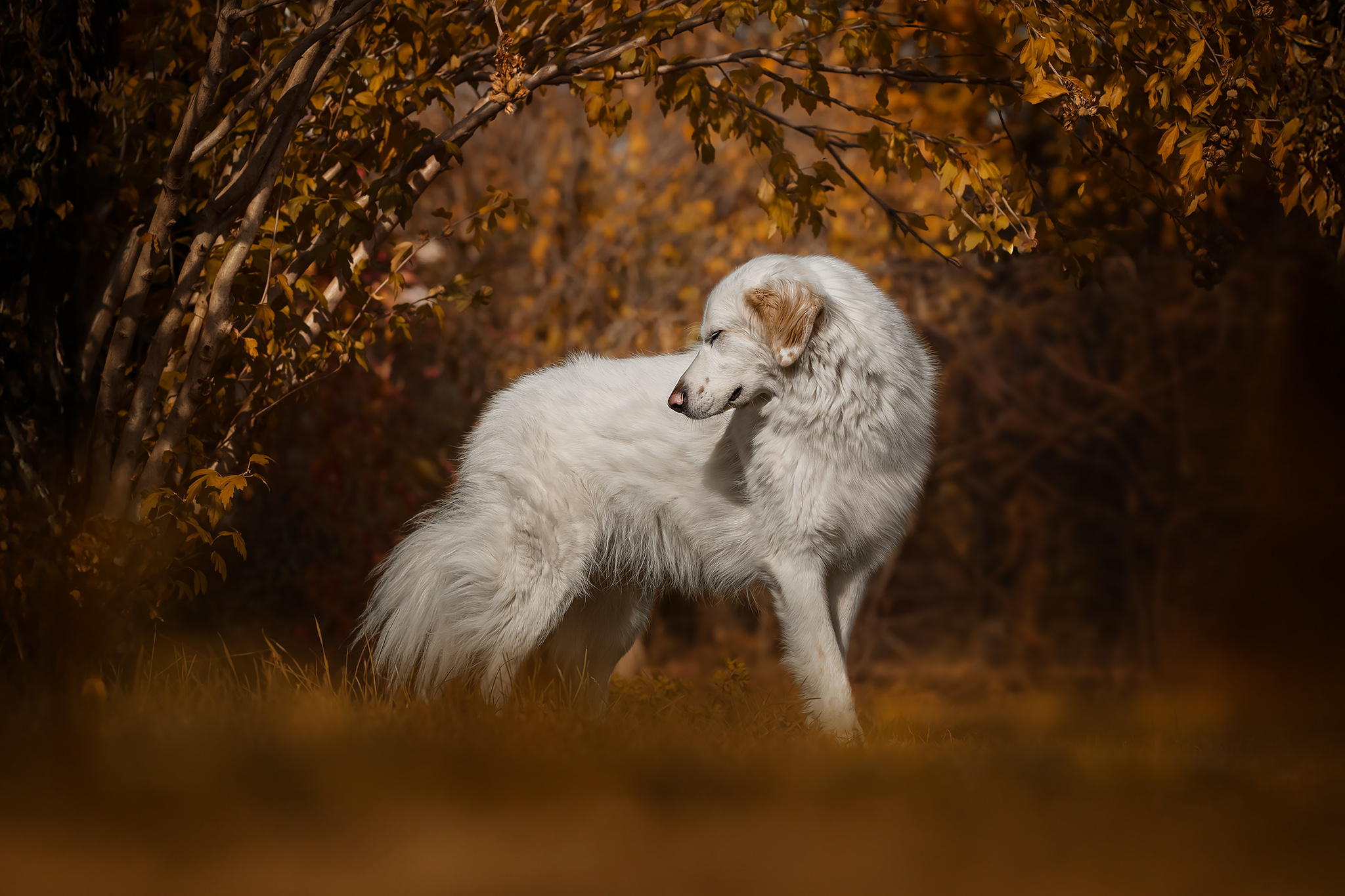 Autumn fairy tale