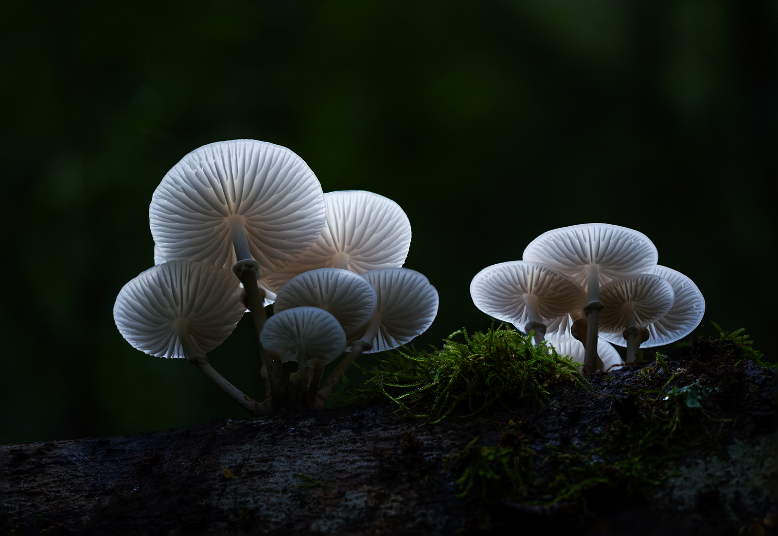 Untitled Photo