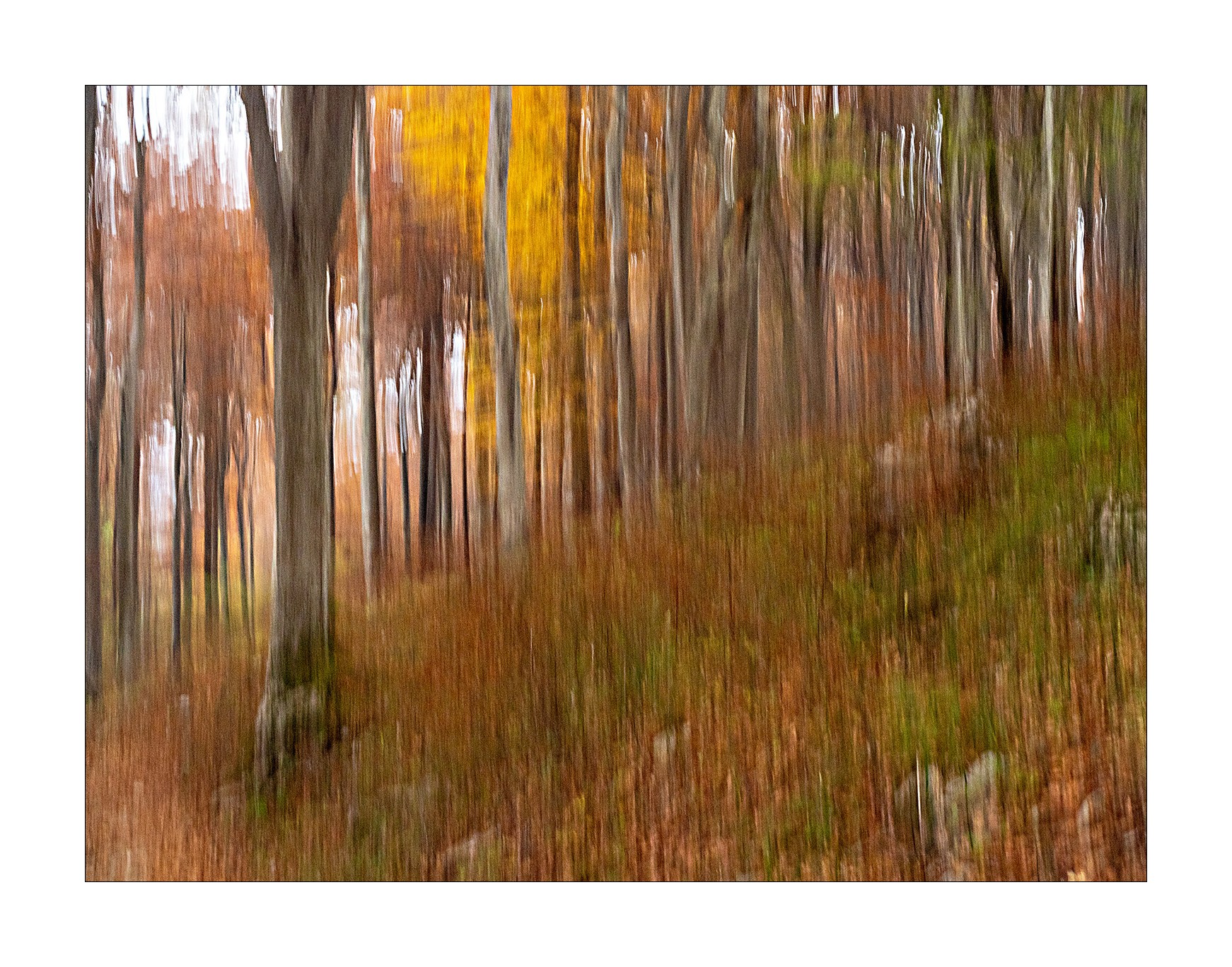 pennellate d'autunno 1