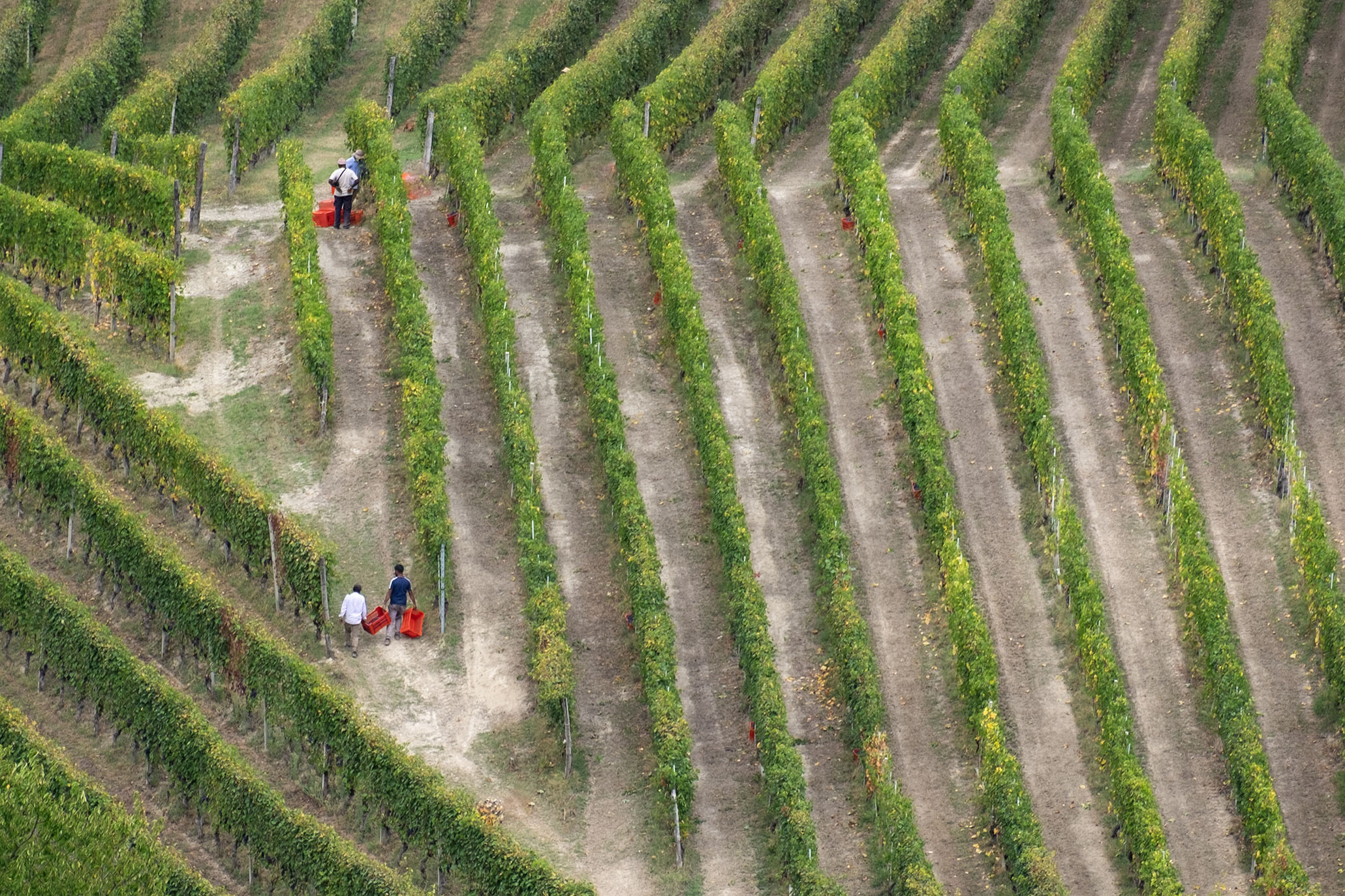 Grape harvest in the Langhe